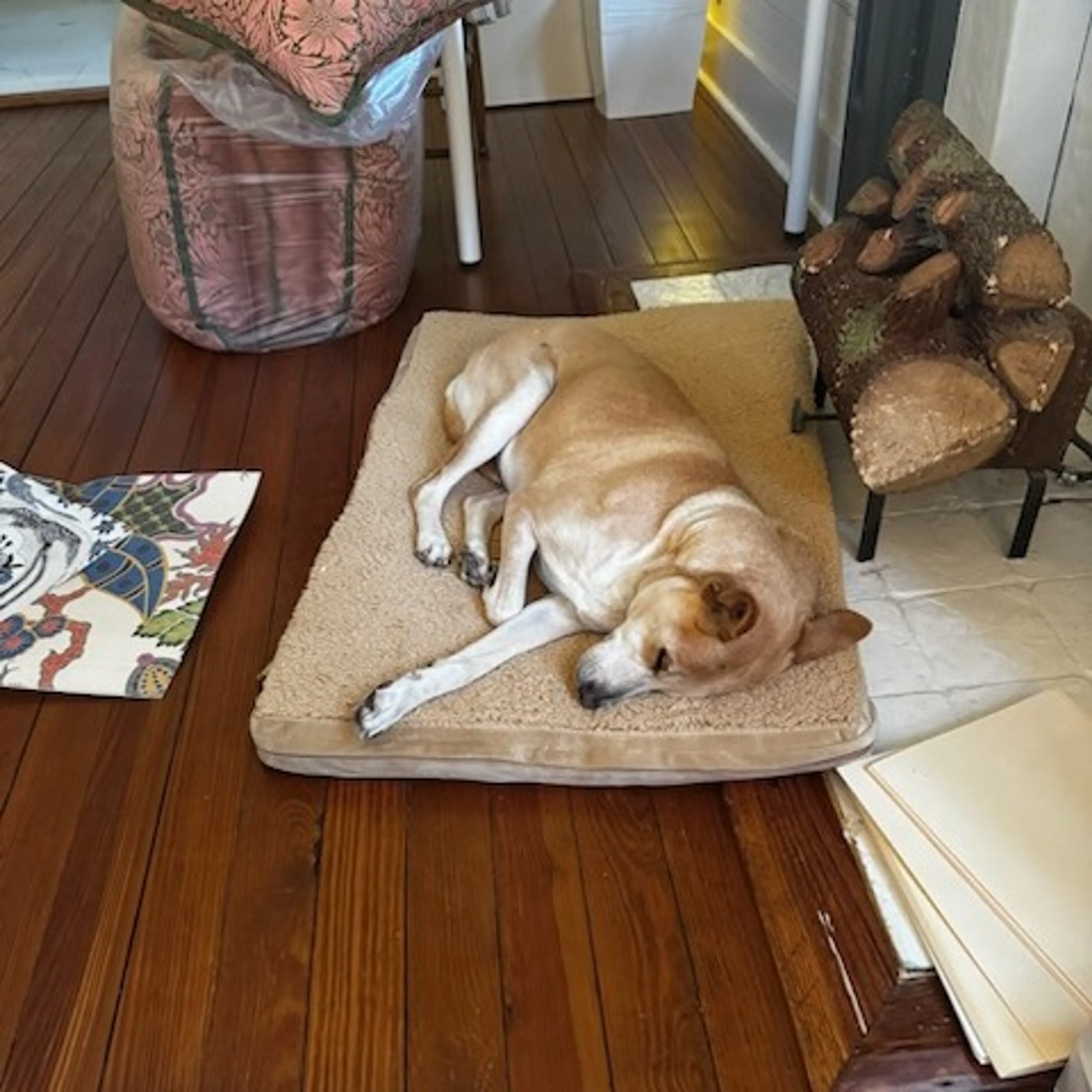 Found pet-1