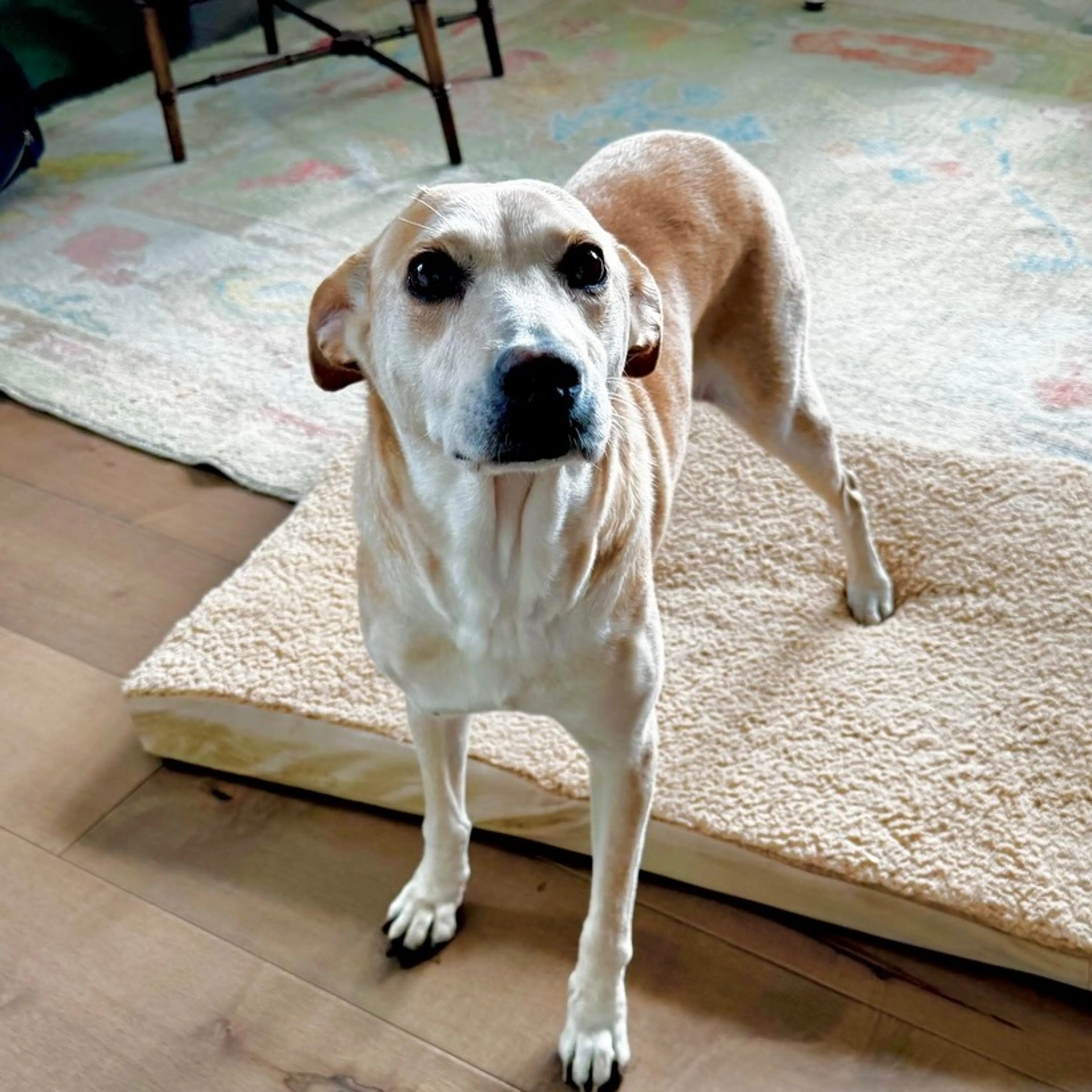 Found pet-2