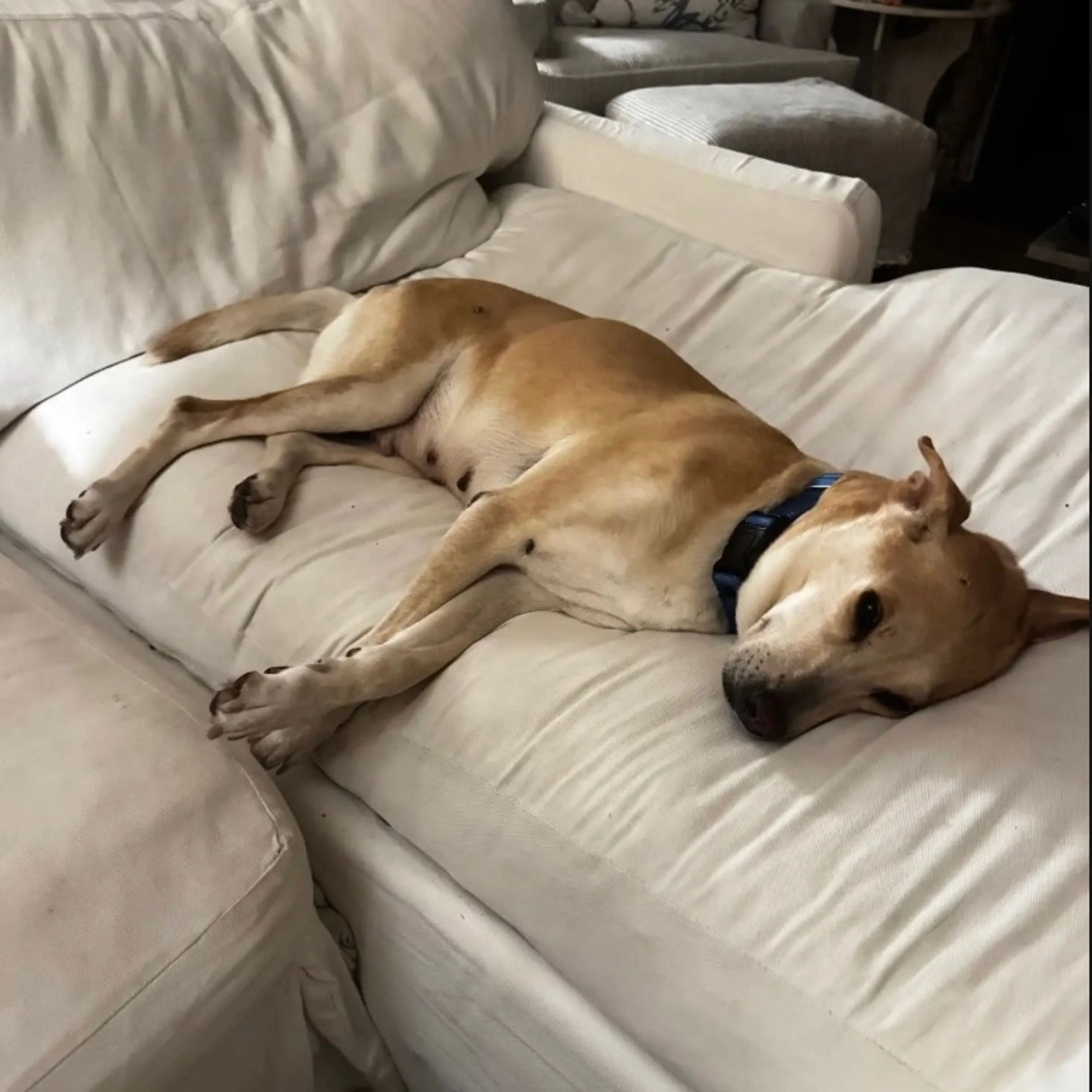 Found pet-4
