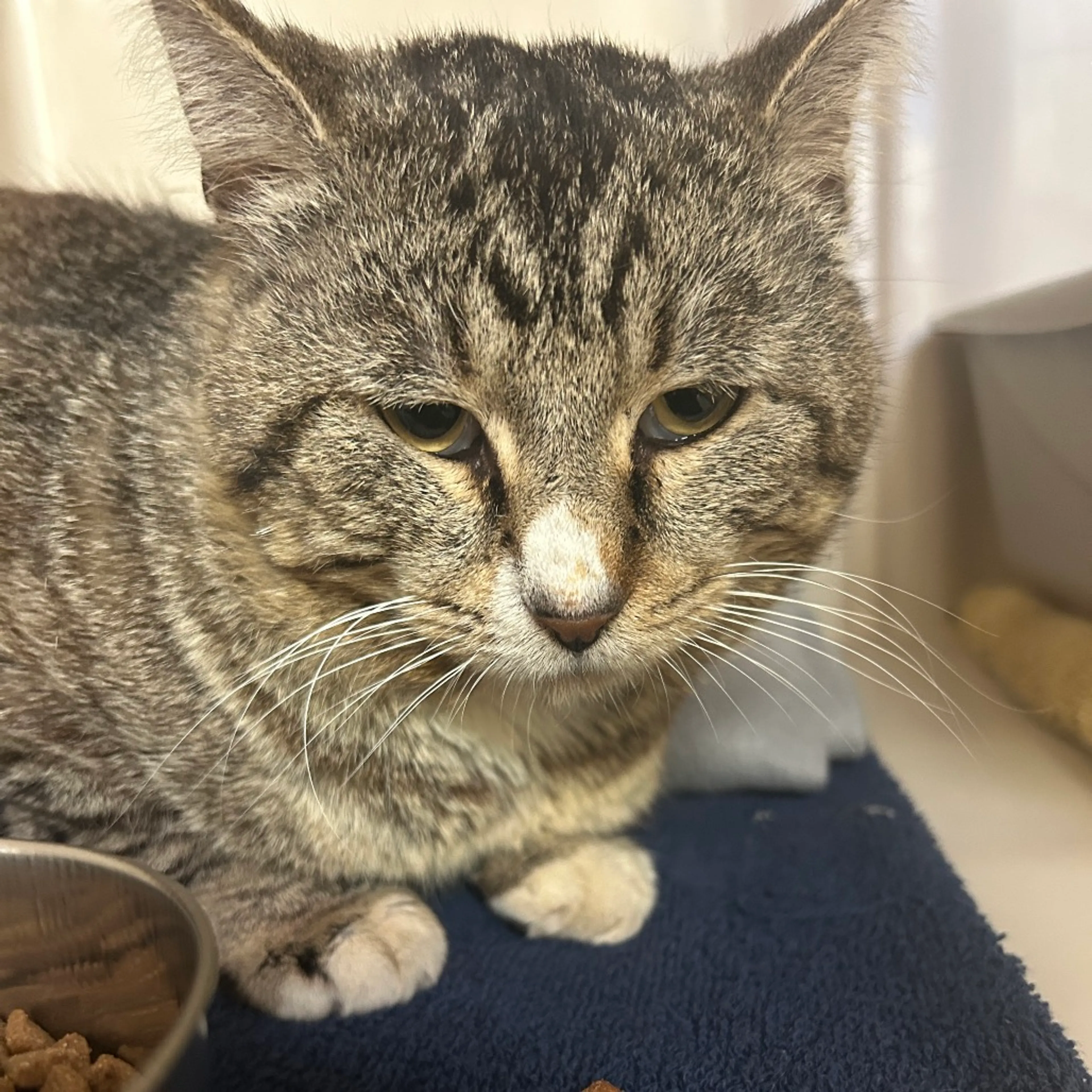 Found pet-1