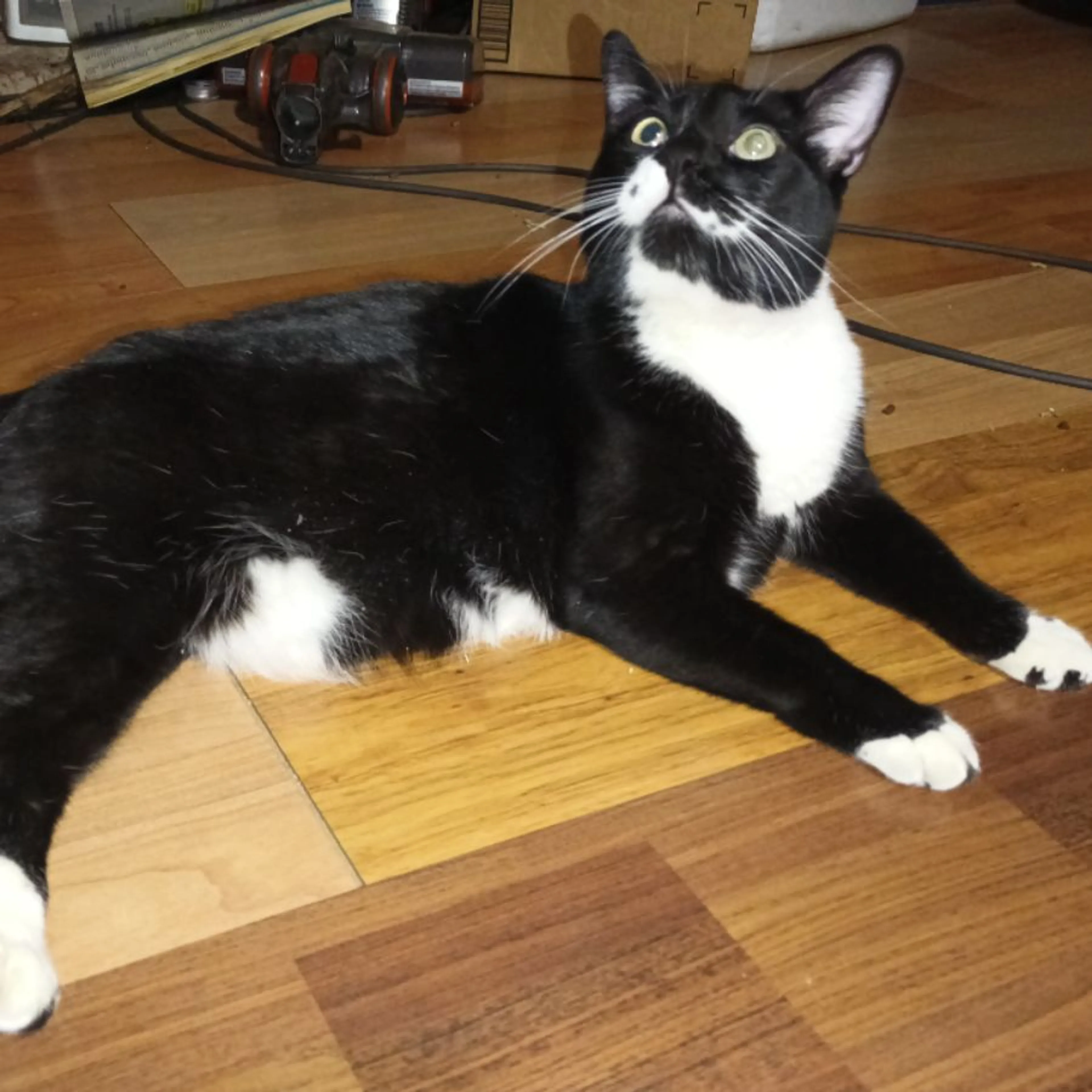 Lost pet