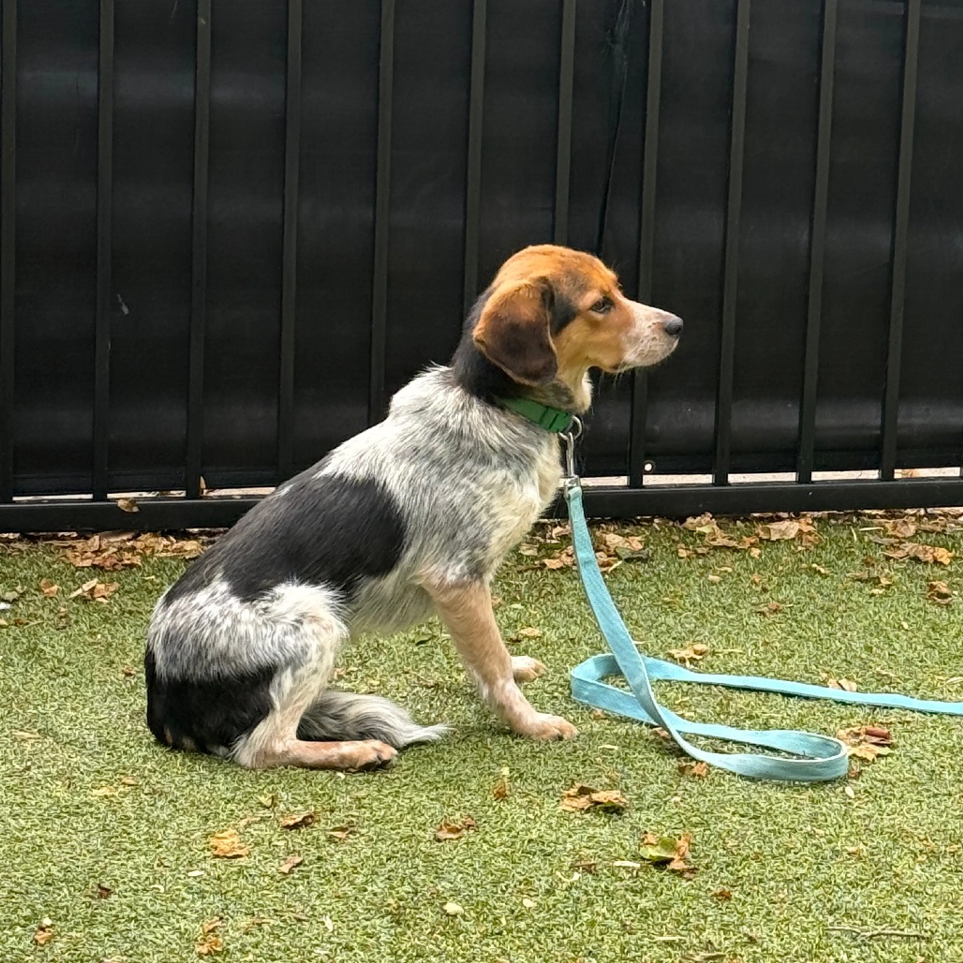 Found pet-2