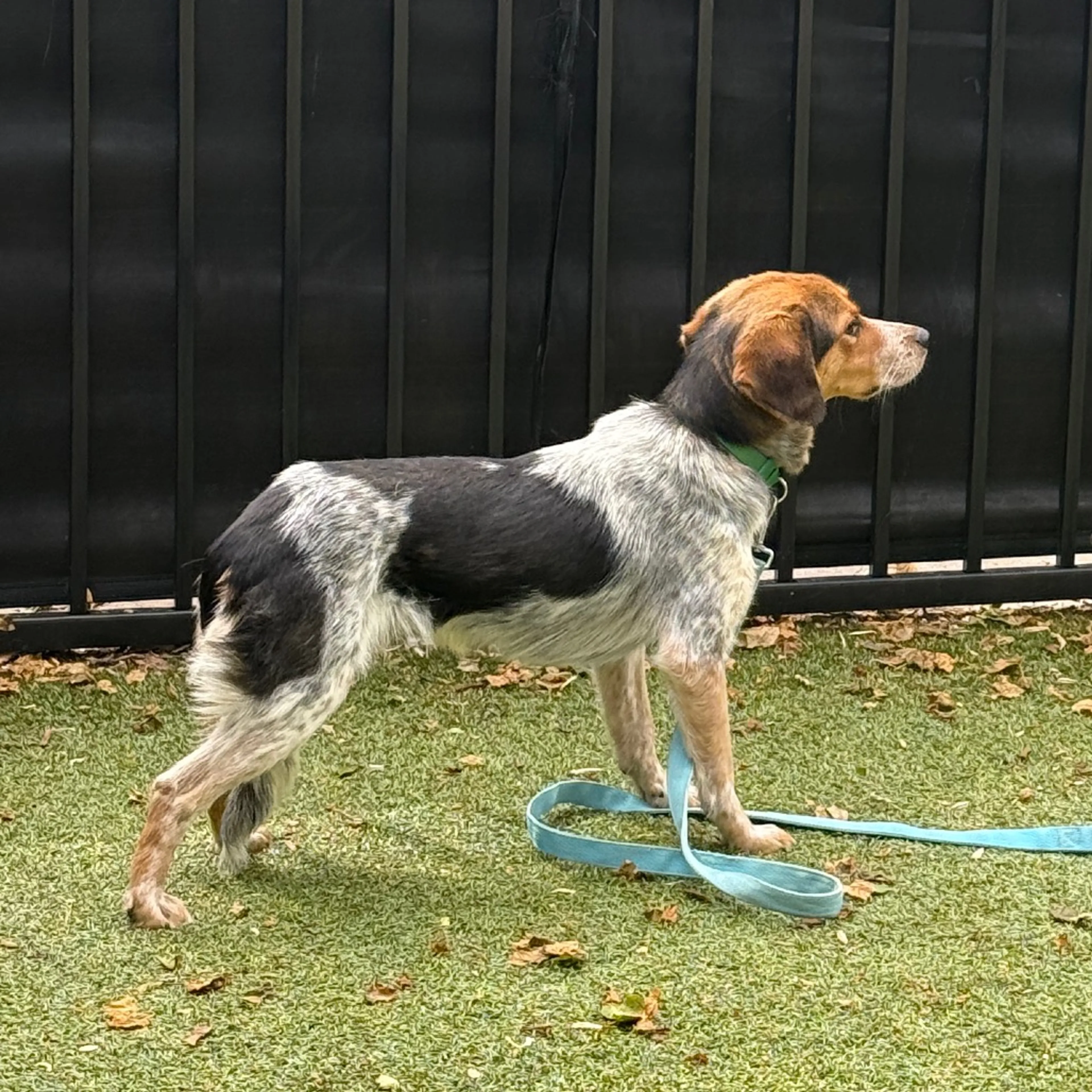 Found pet-1