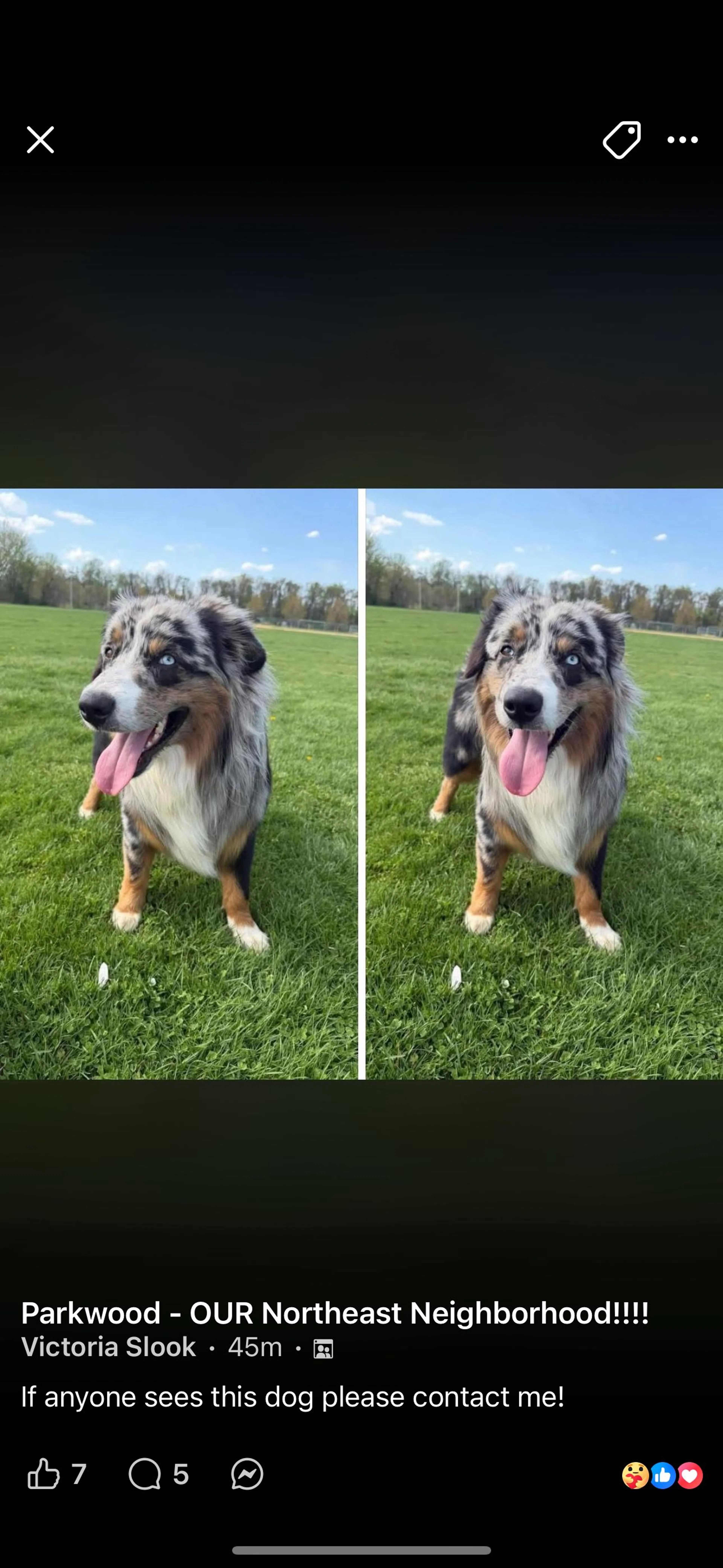 Lost pet