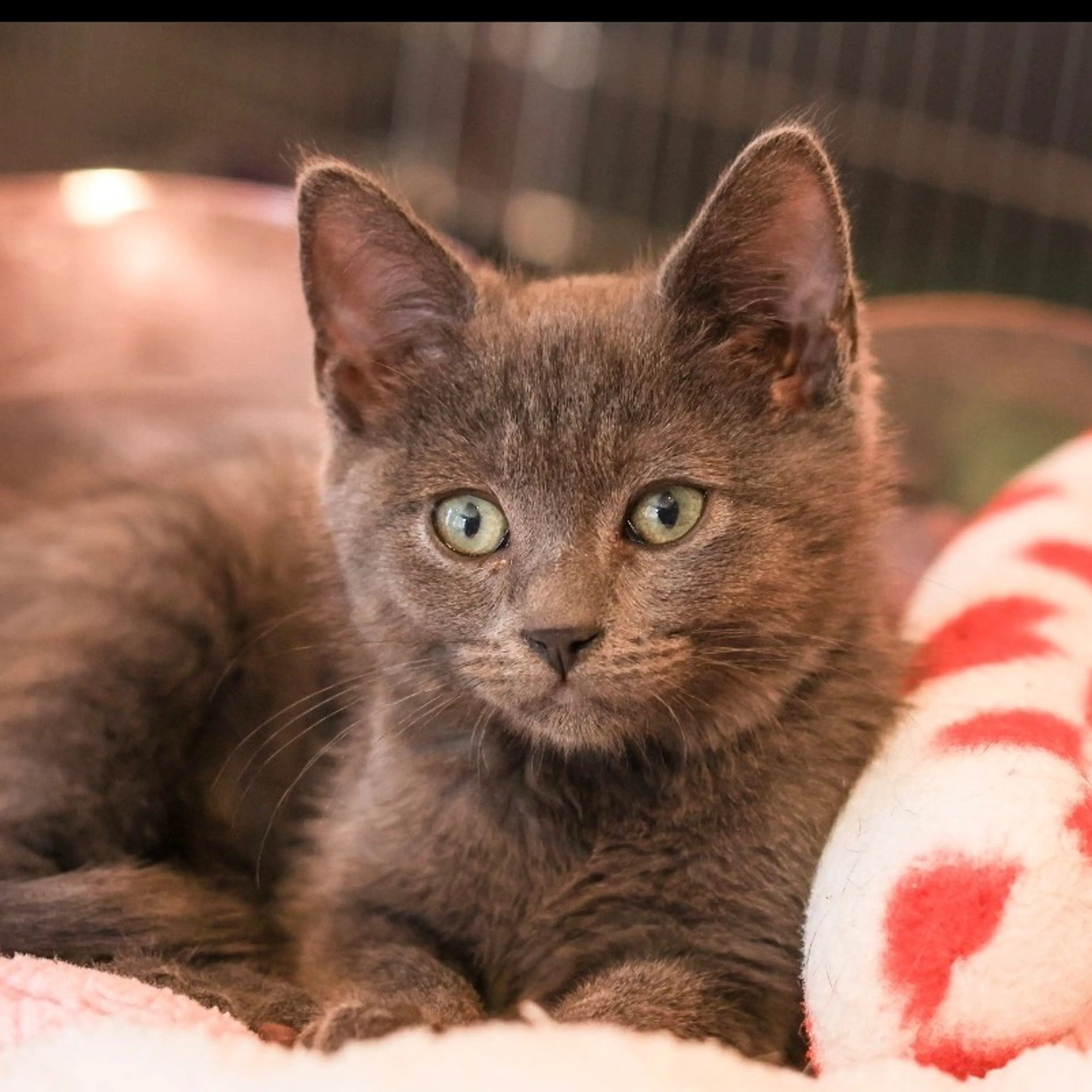 Found pet-2
