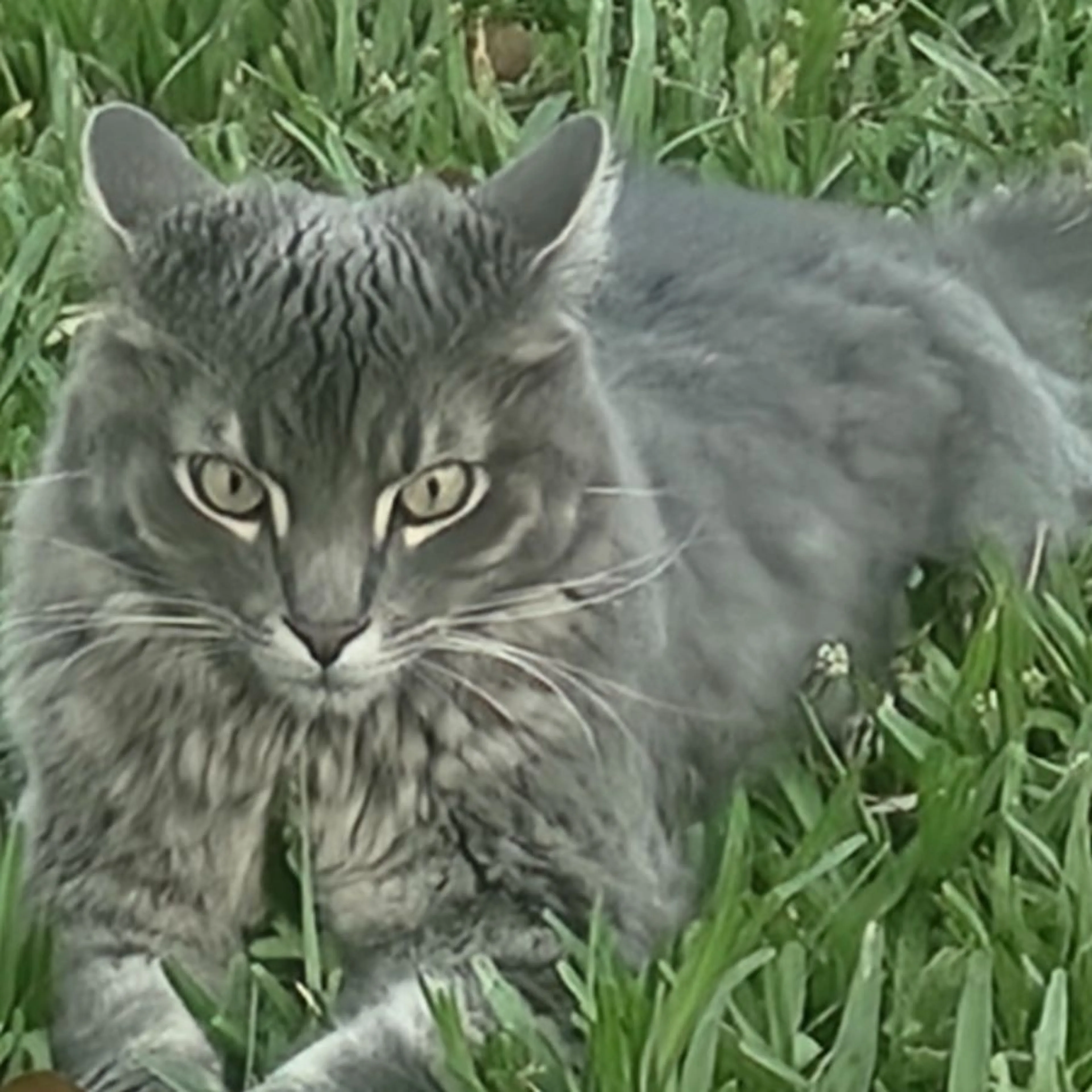 Lost pet