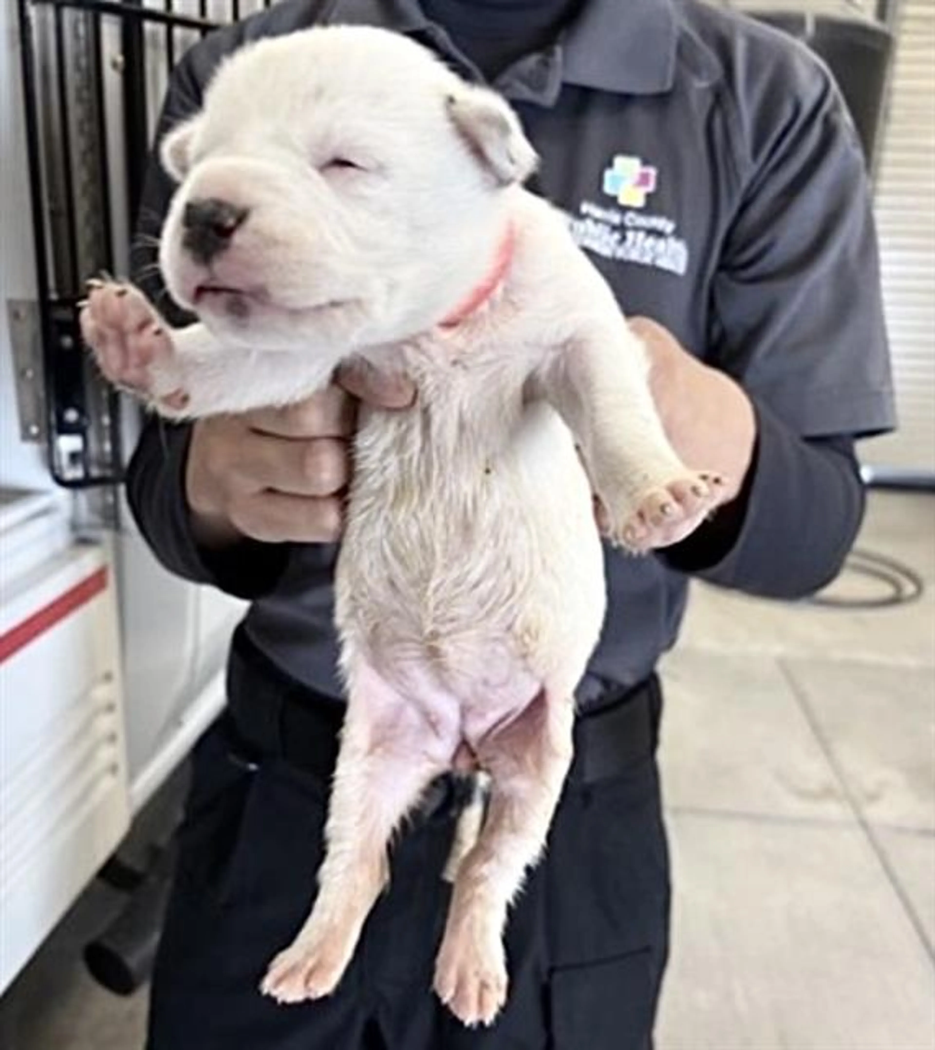 Found pet