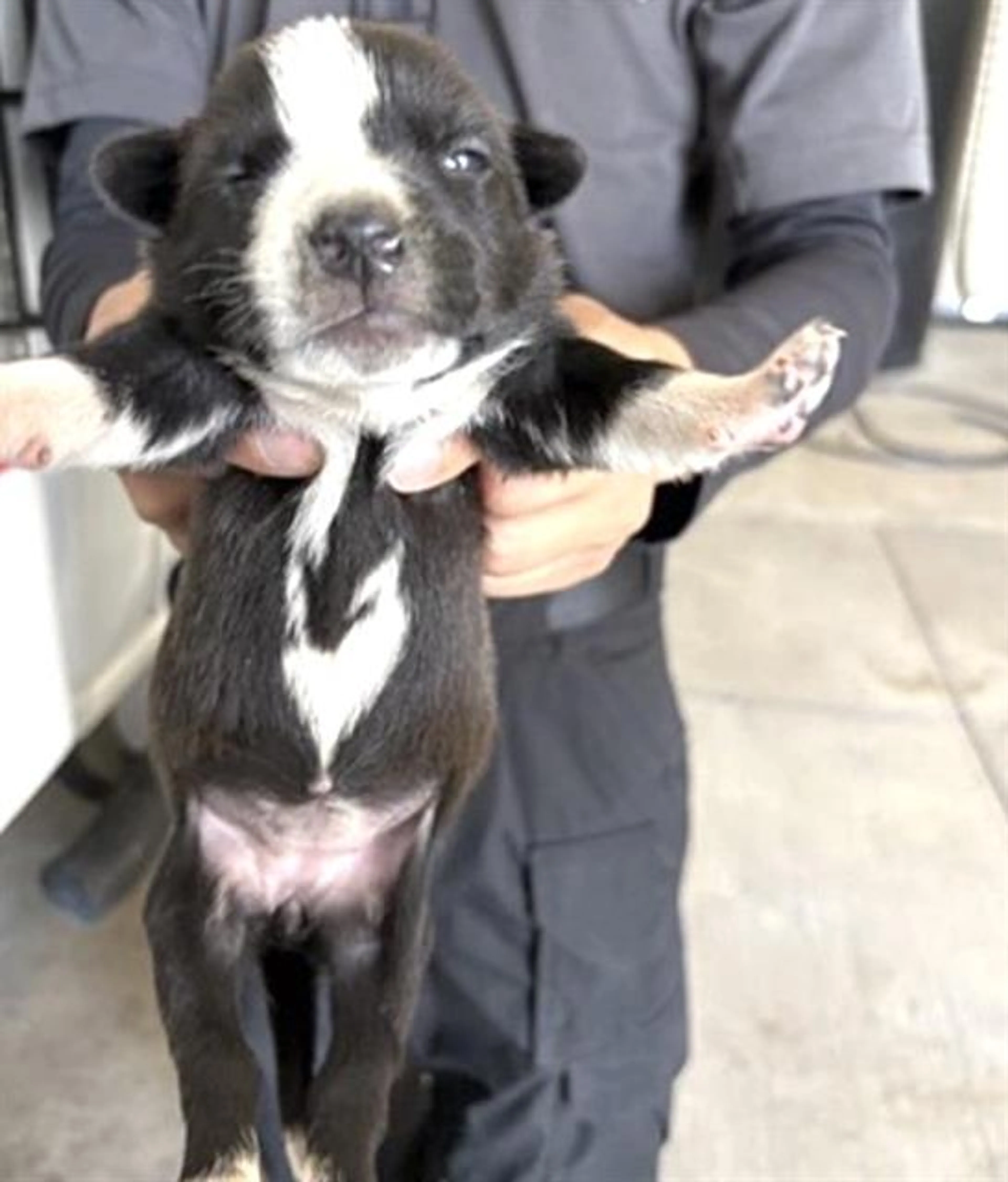 Found pet