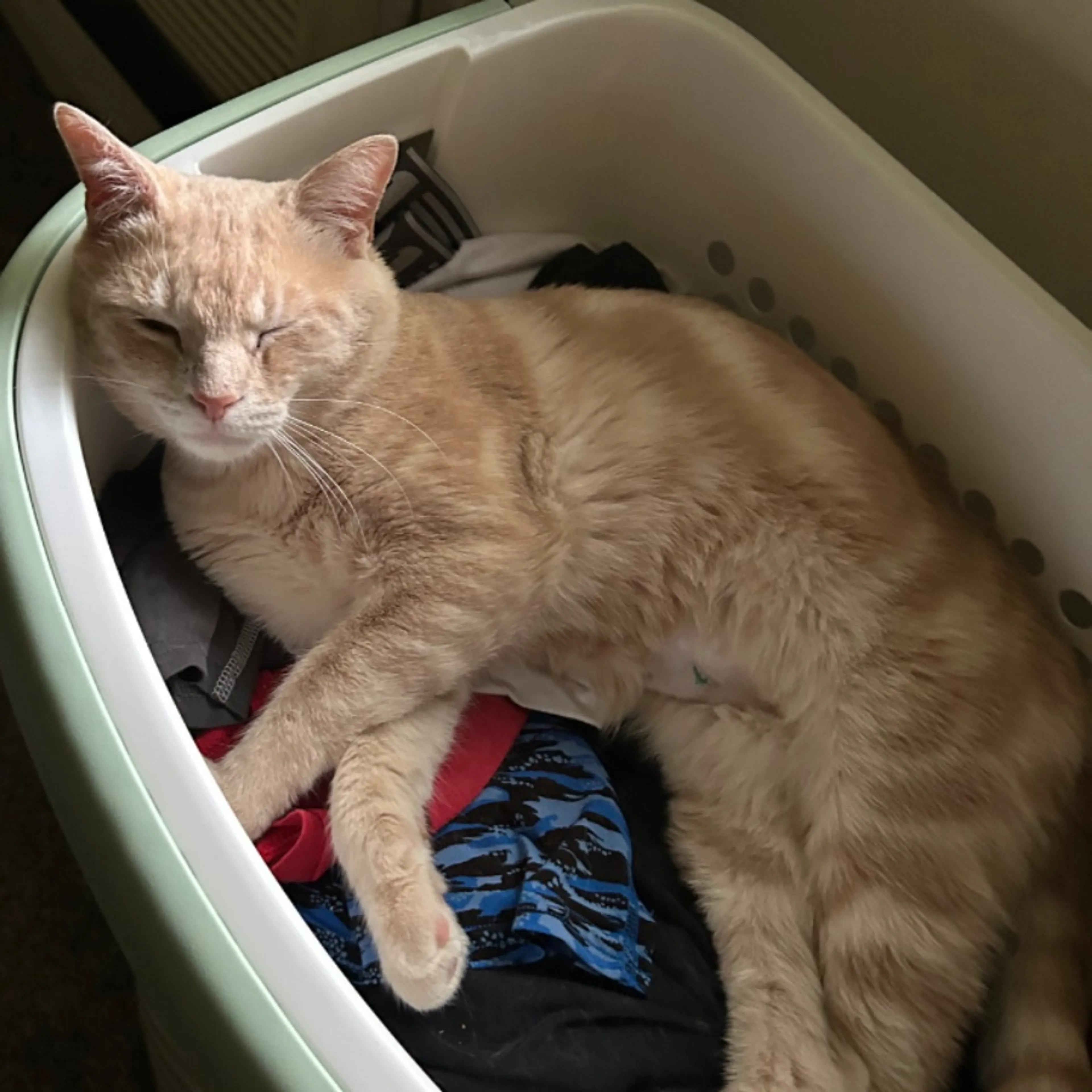 Lost pet