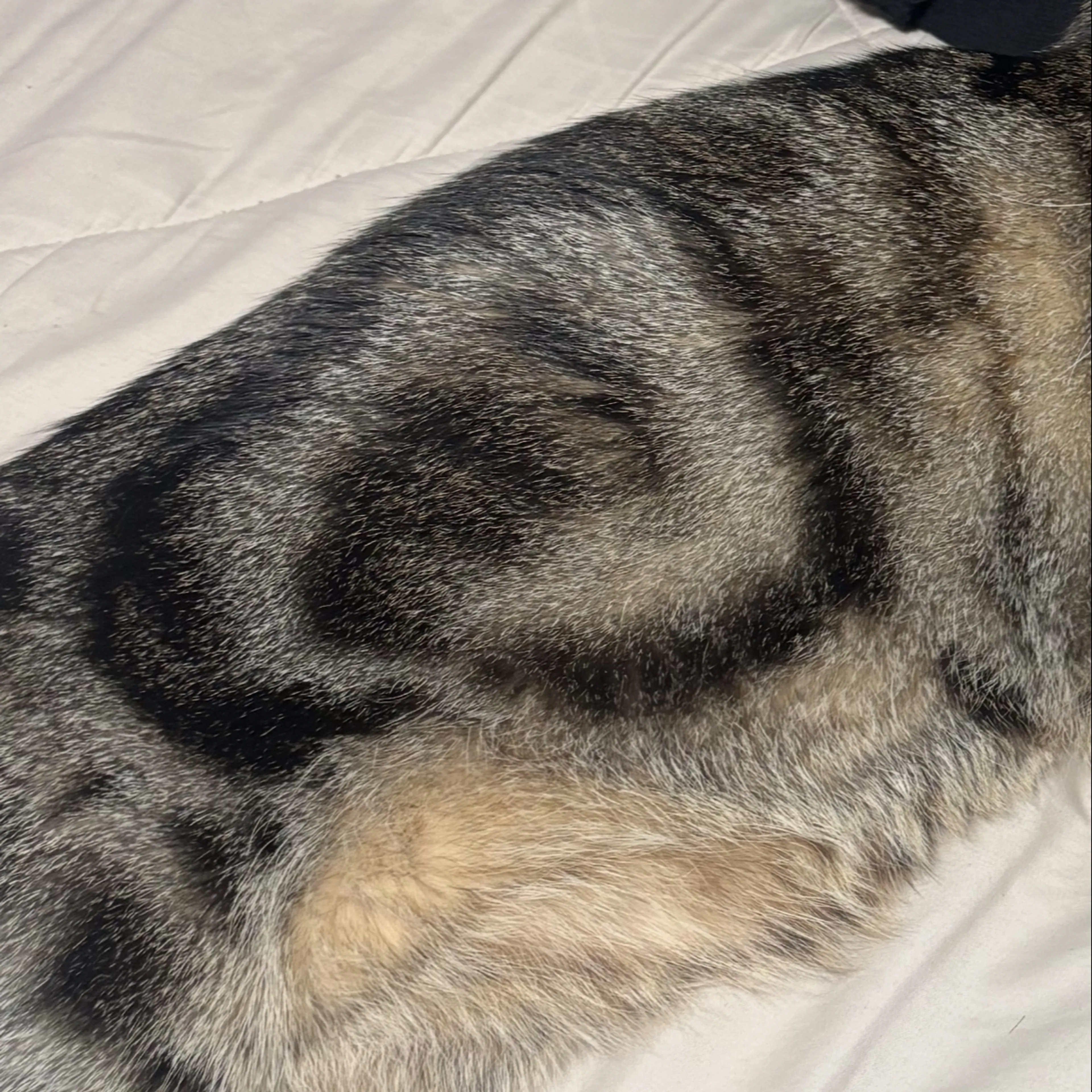 Lost pet-3