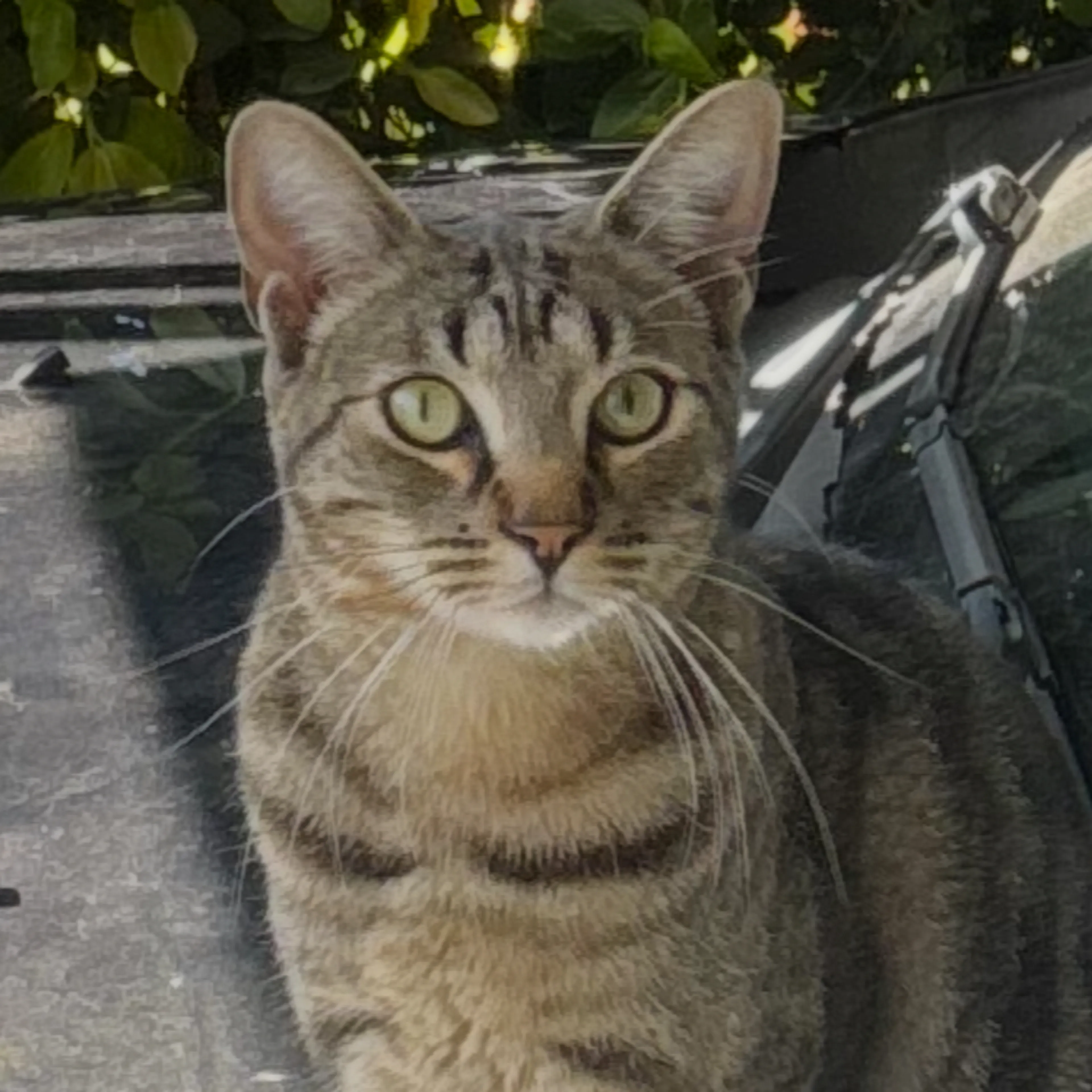 Lost pet-2