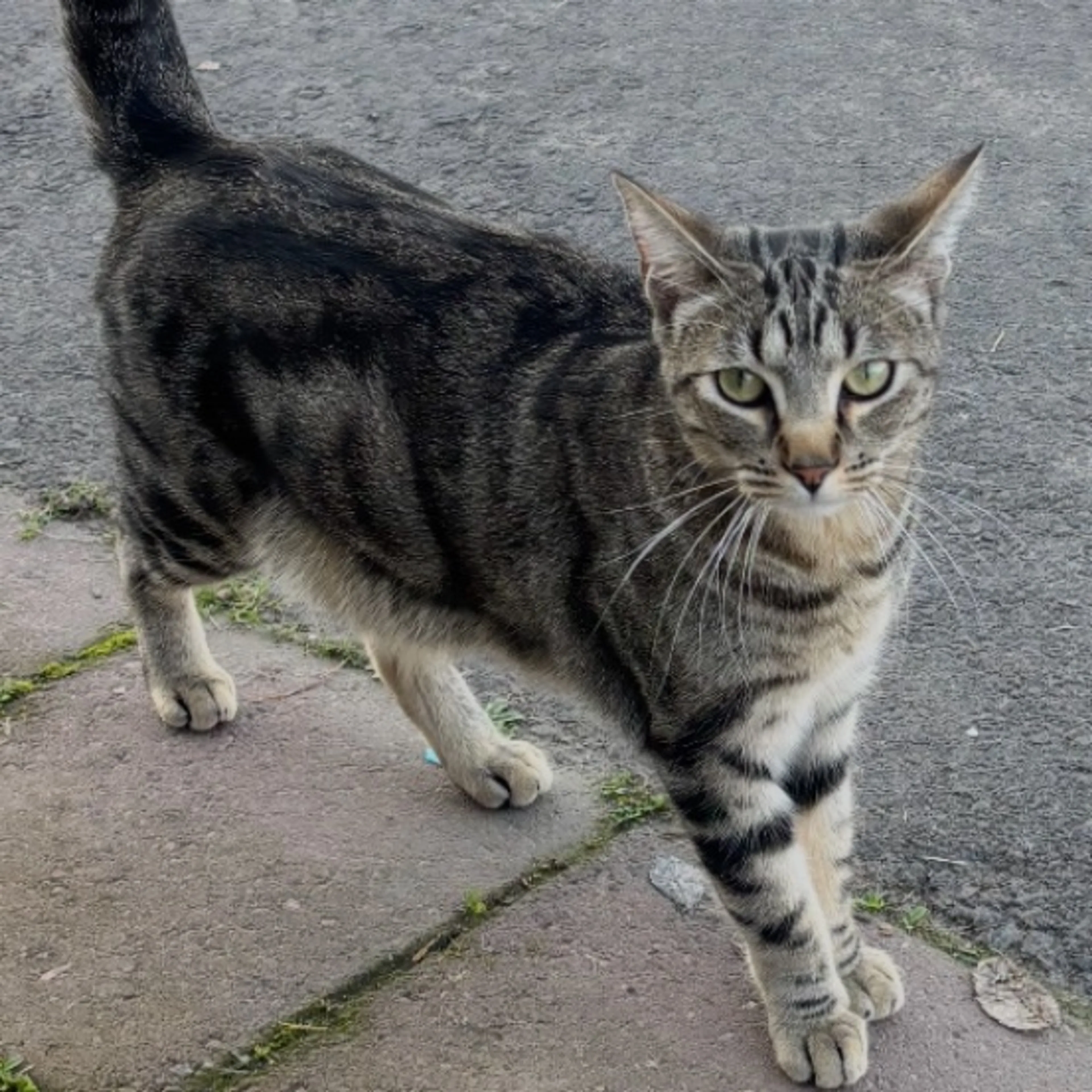 Lost pet-0