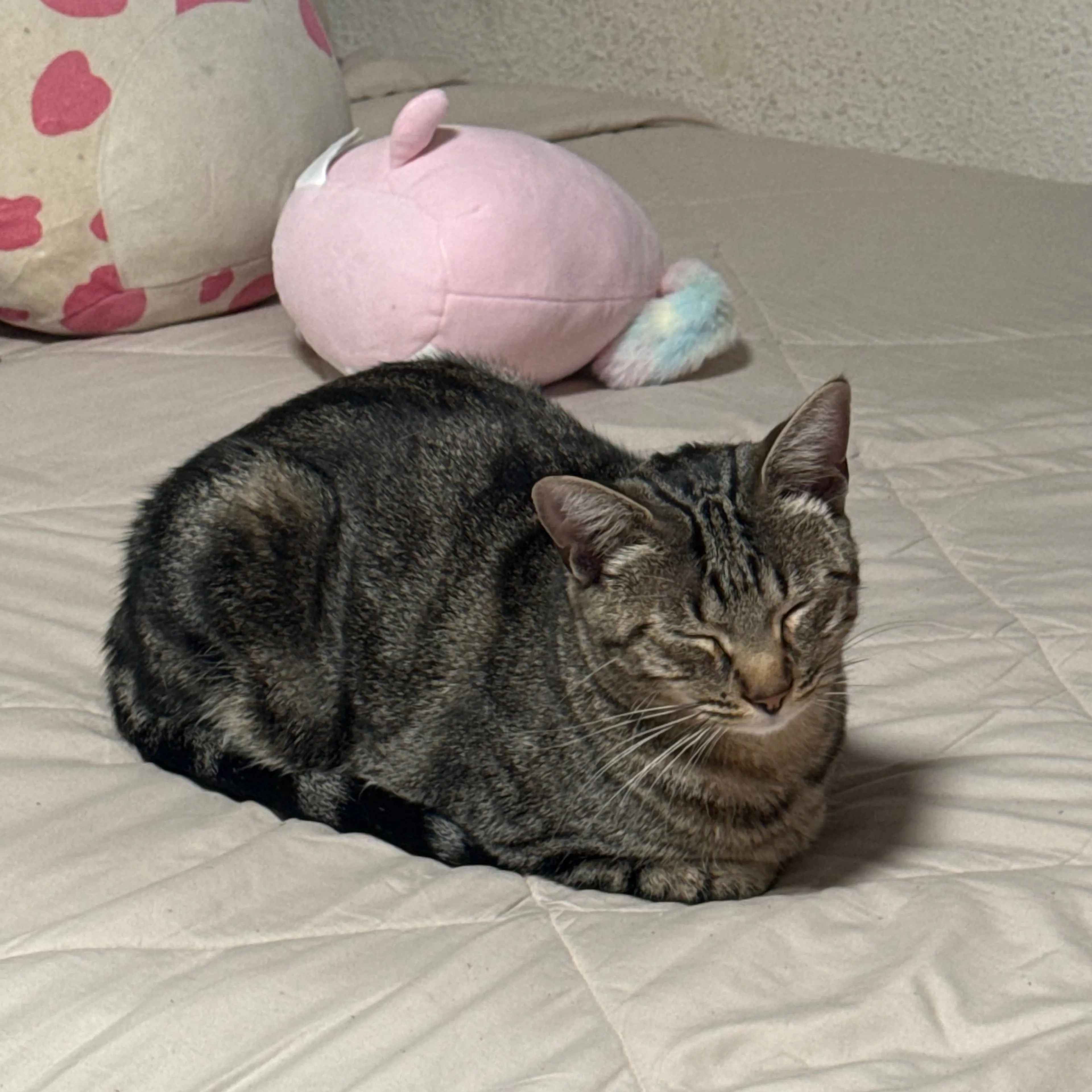 Lost pet-1