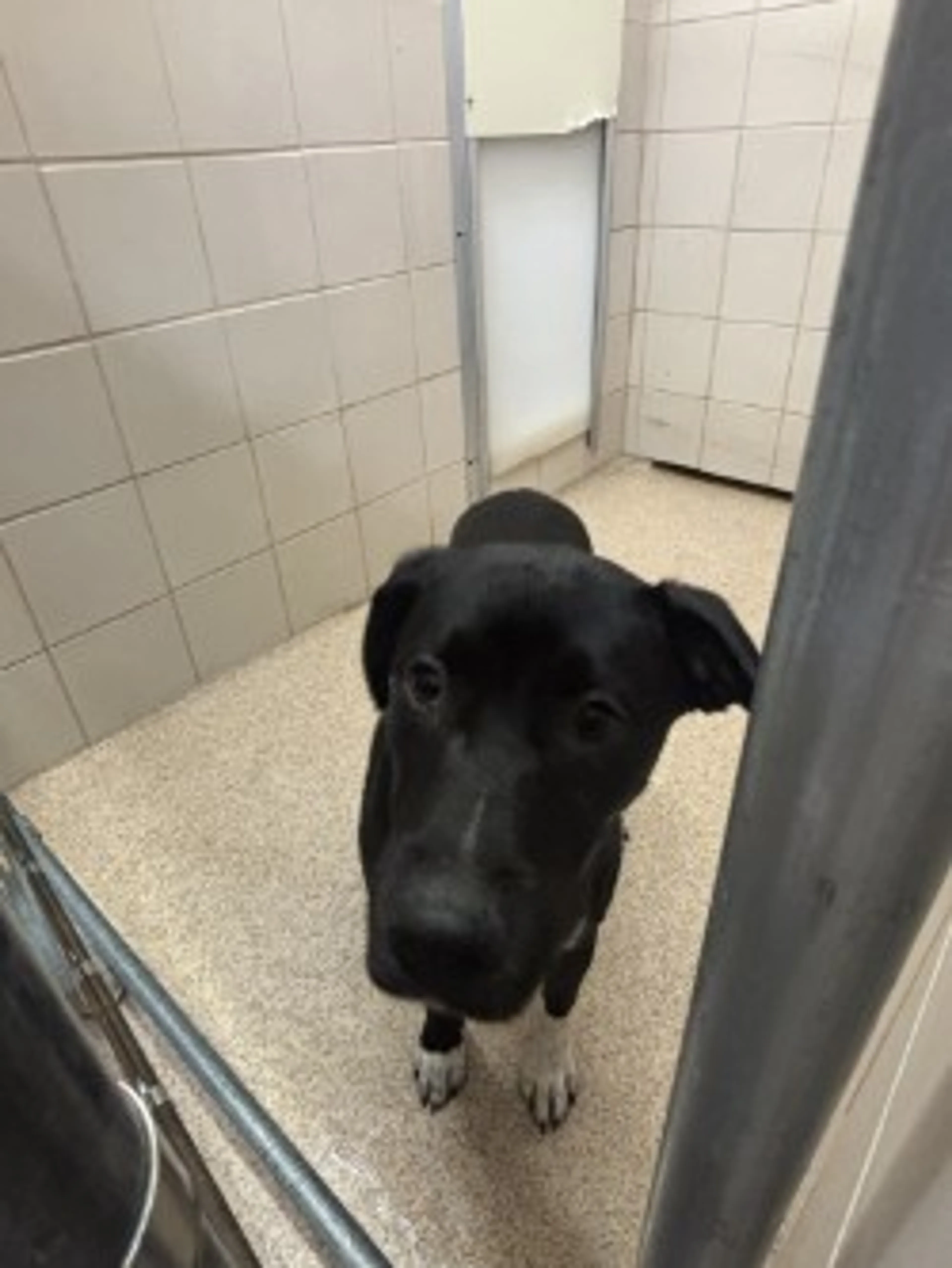 Found pet-2