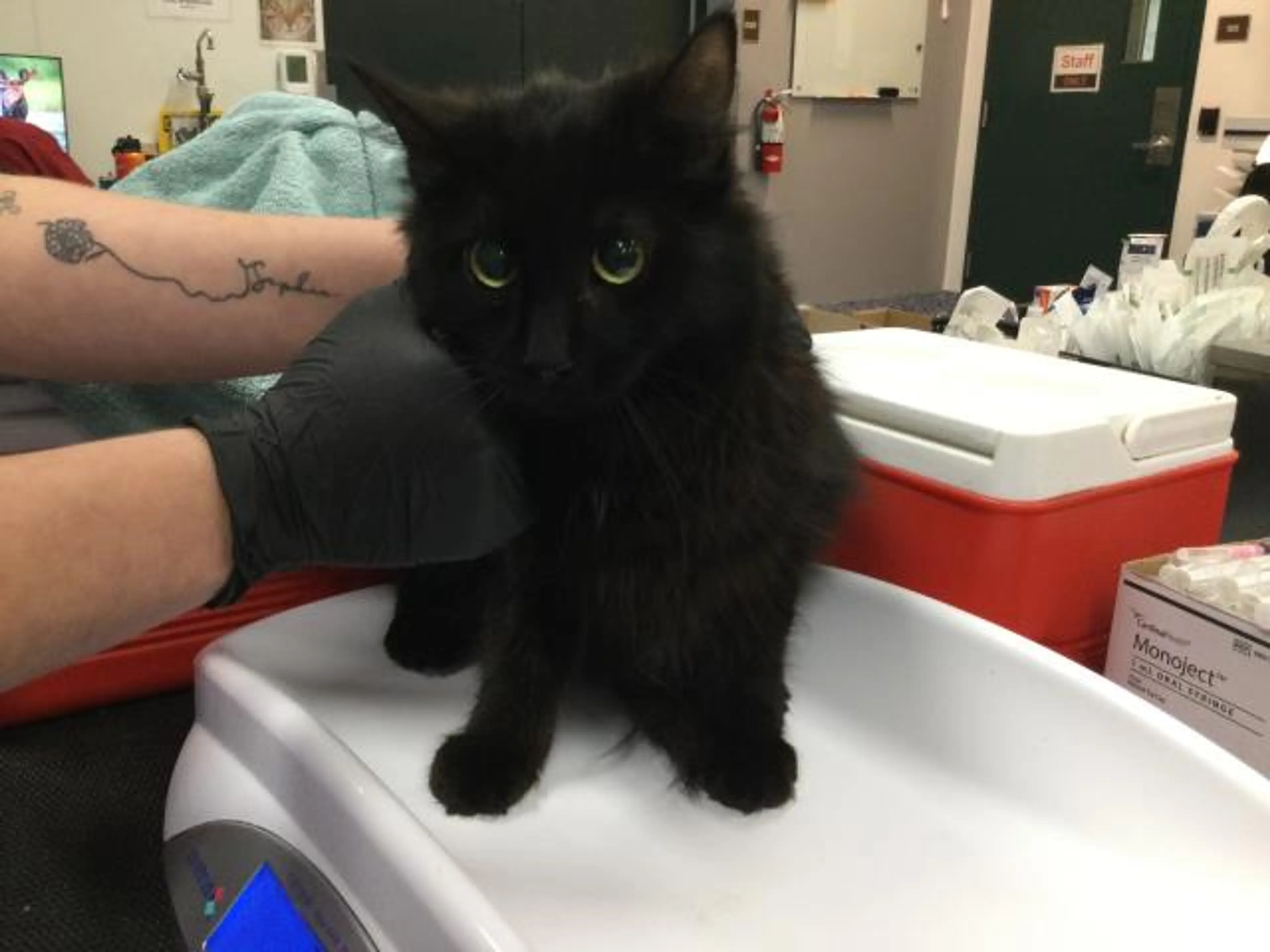 Found pet