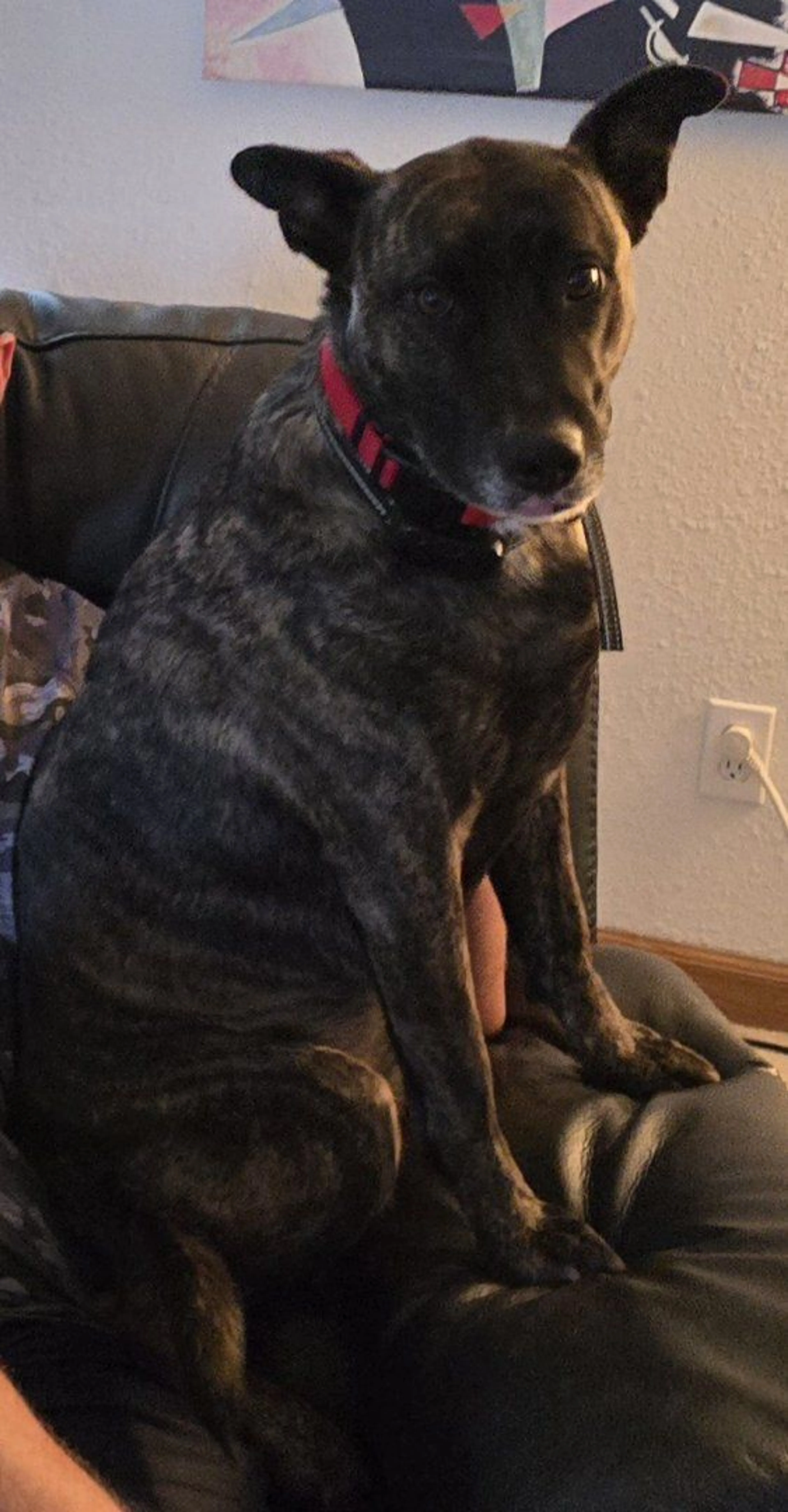 Lost pet-1