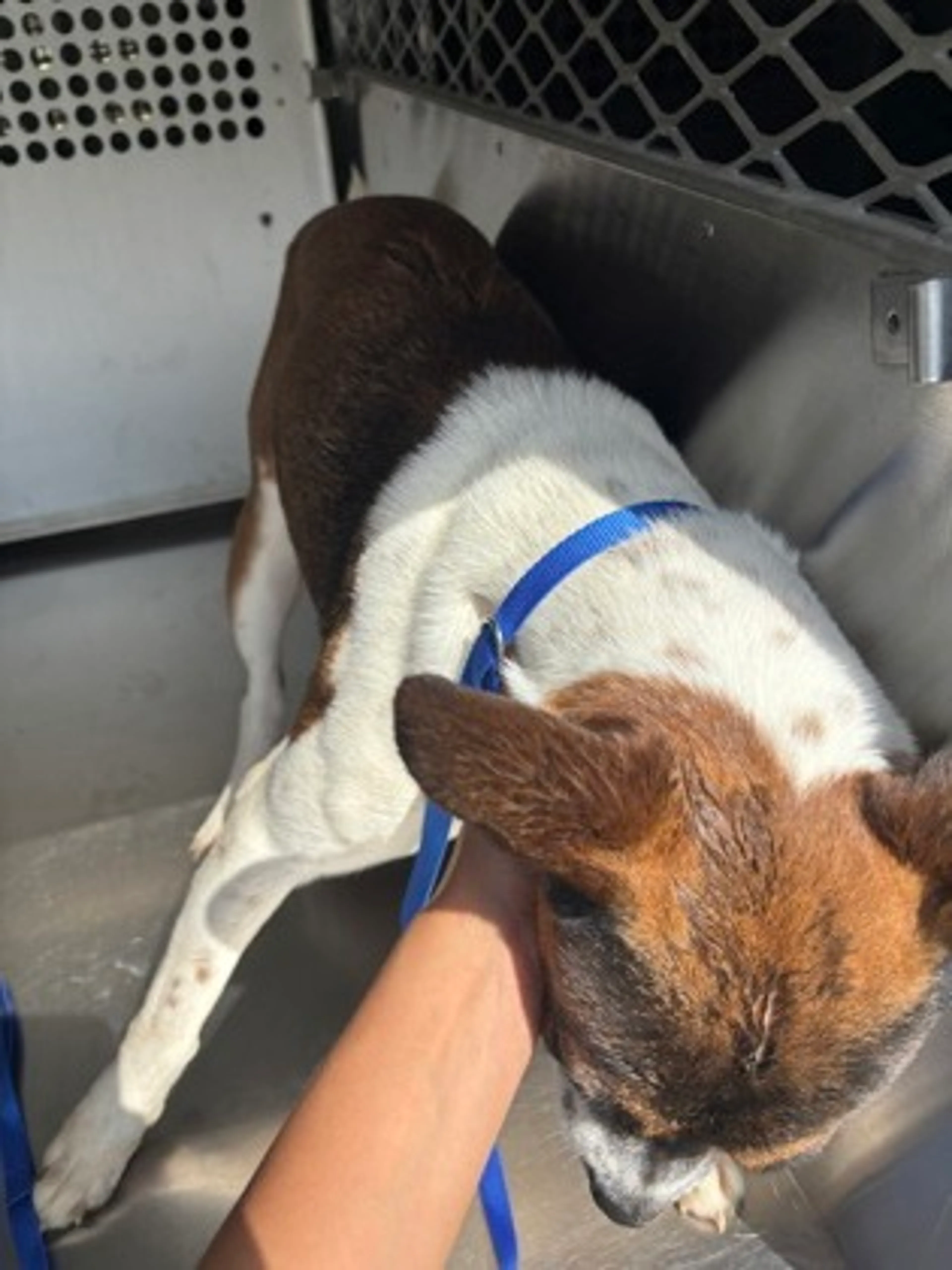 Found pet-1