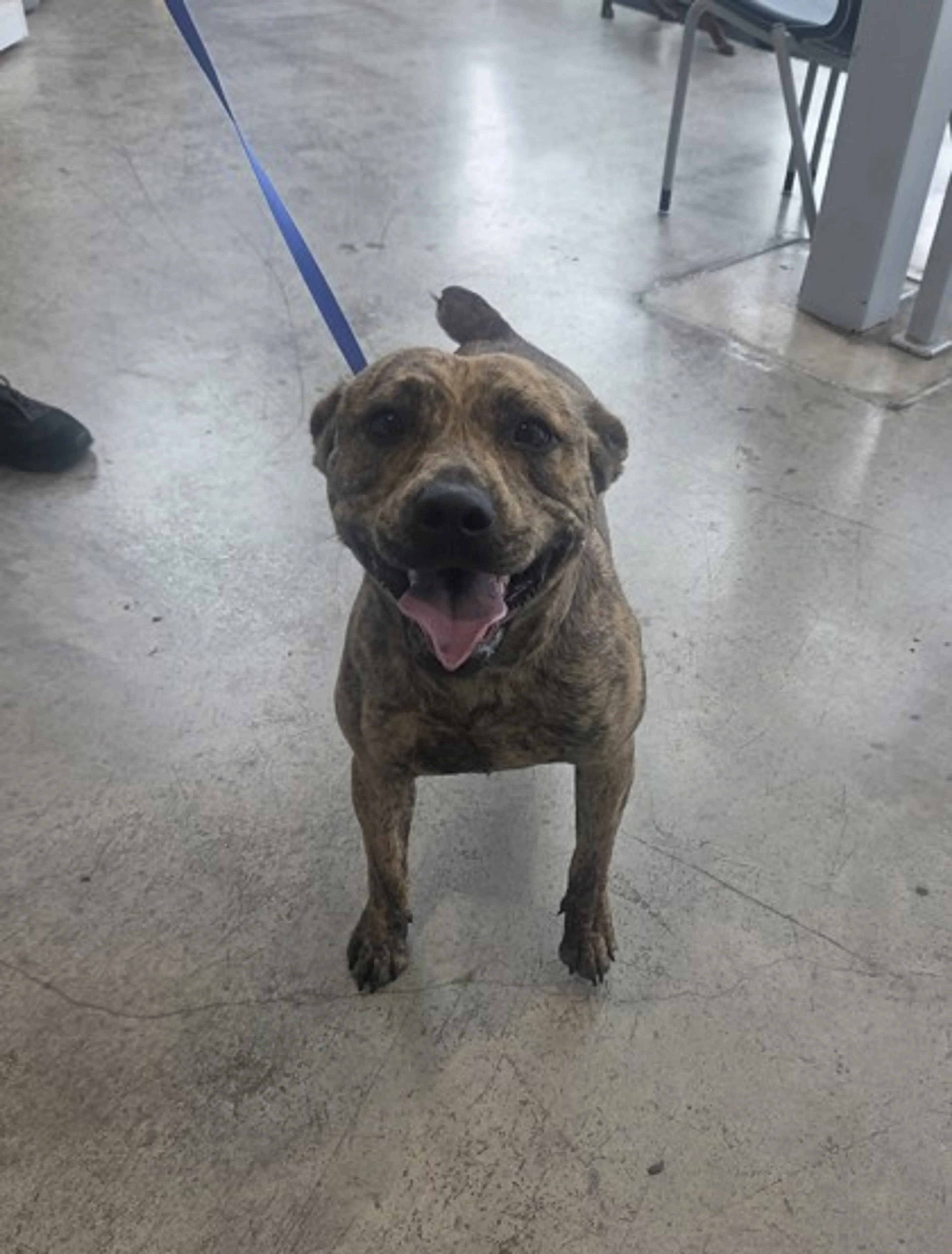 Found pet