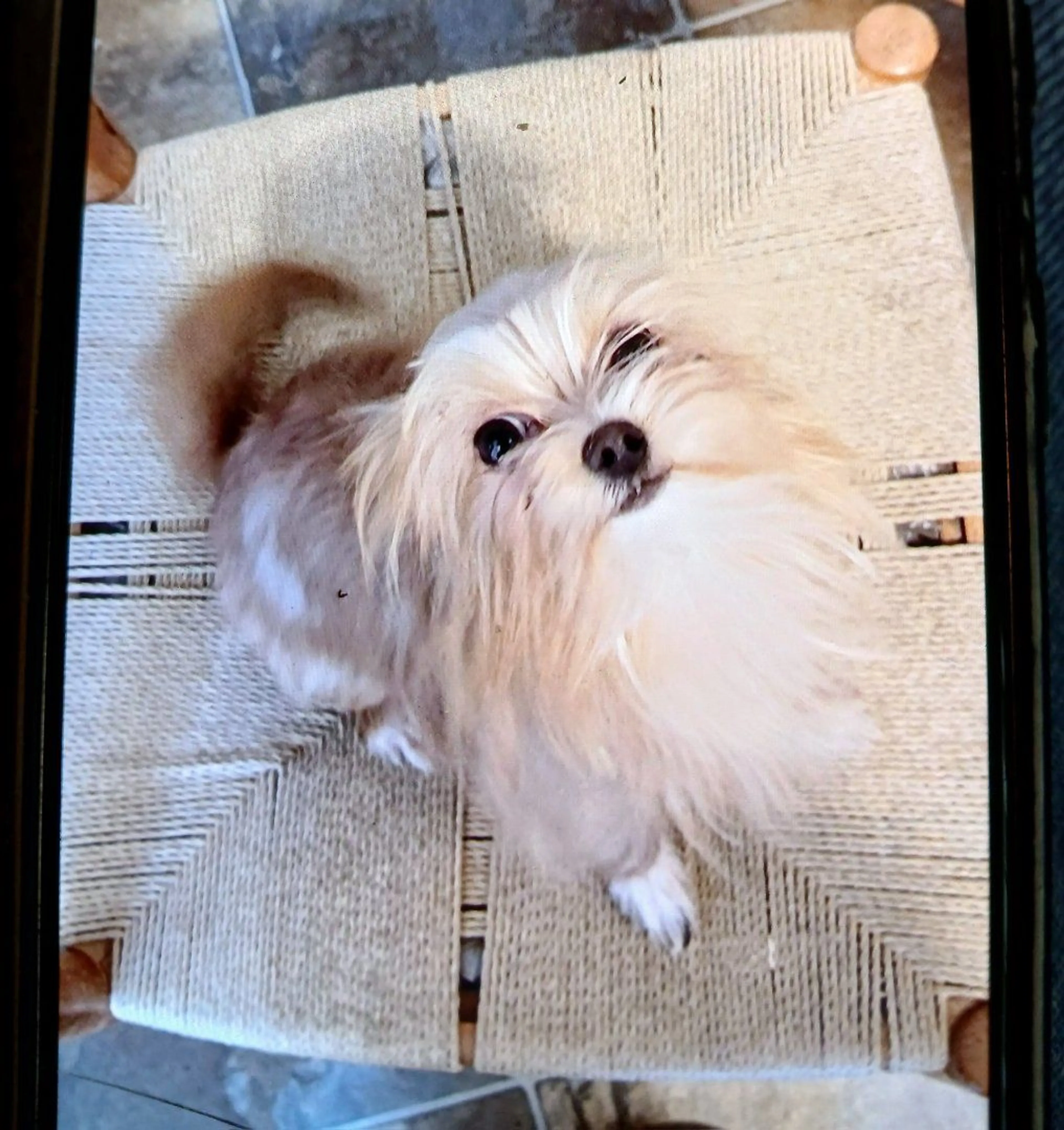 Lost pet-0