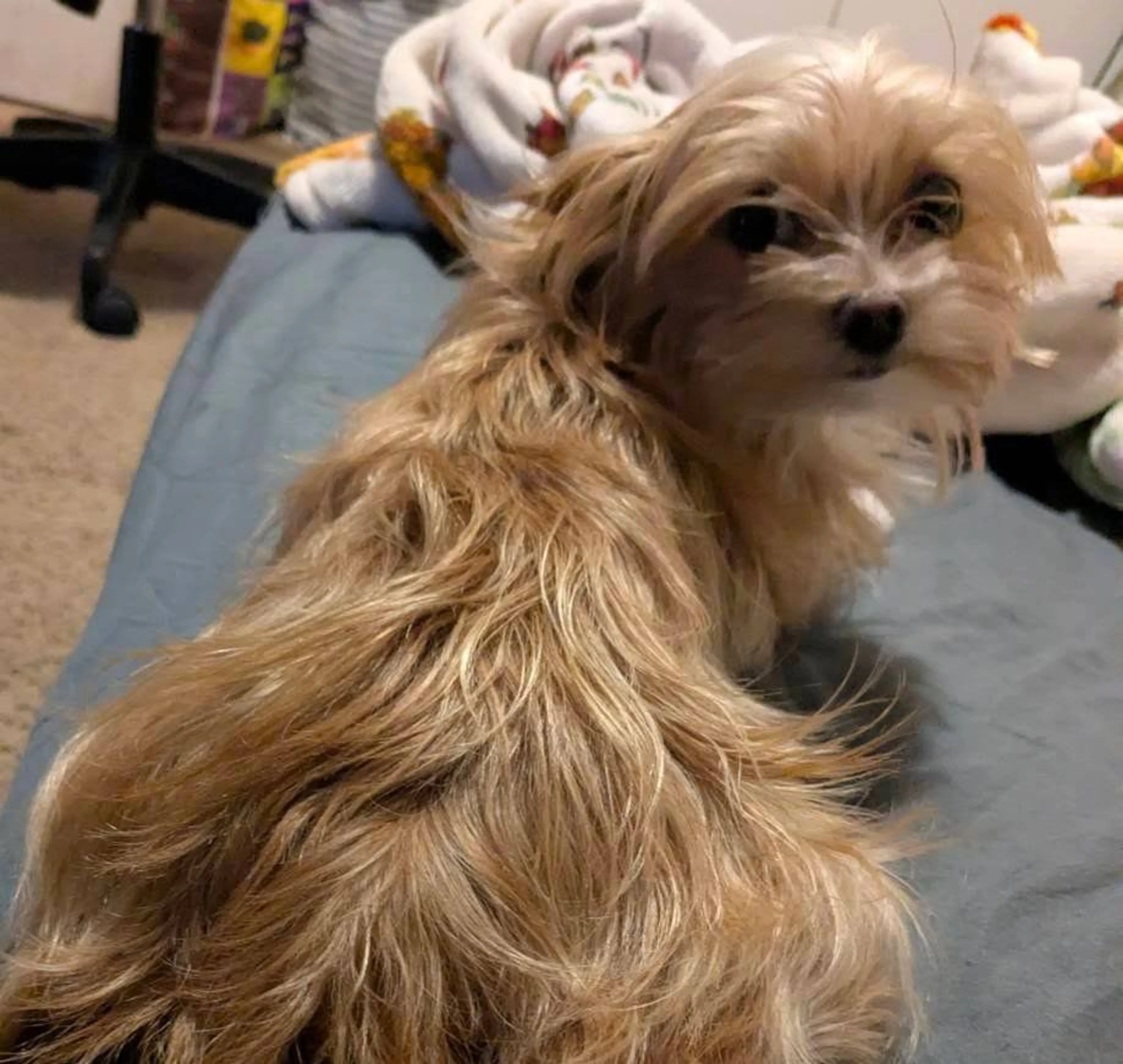 Lost pet-1