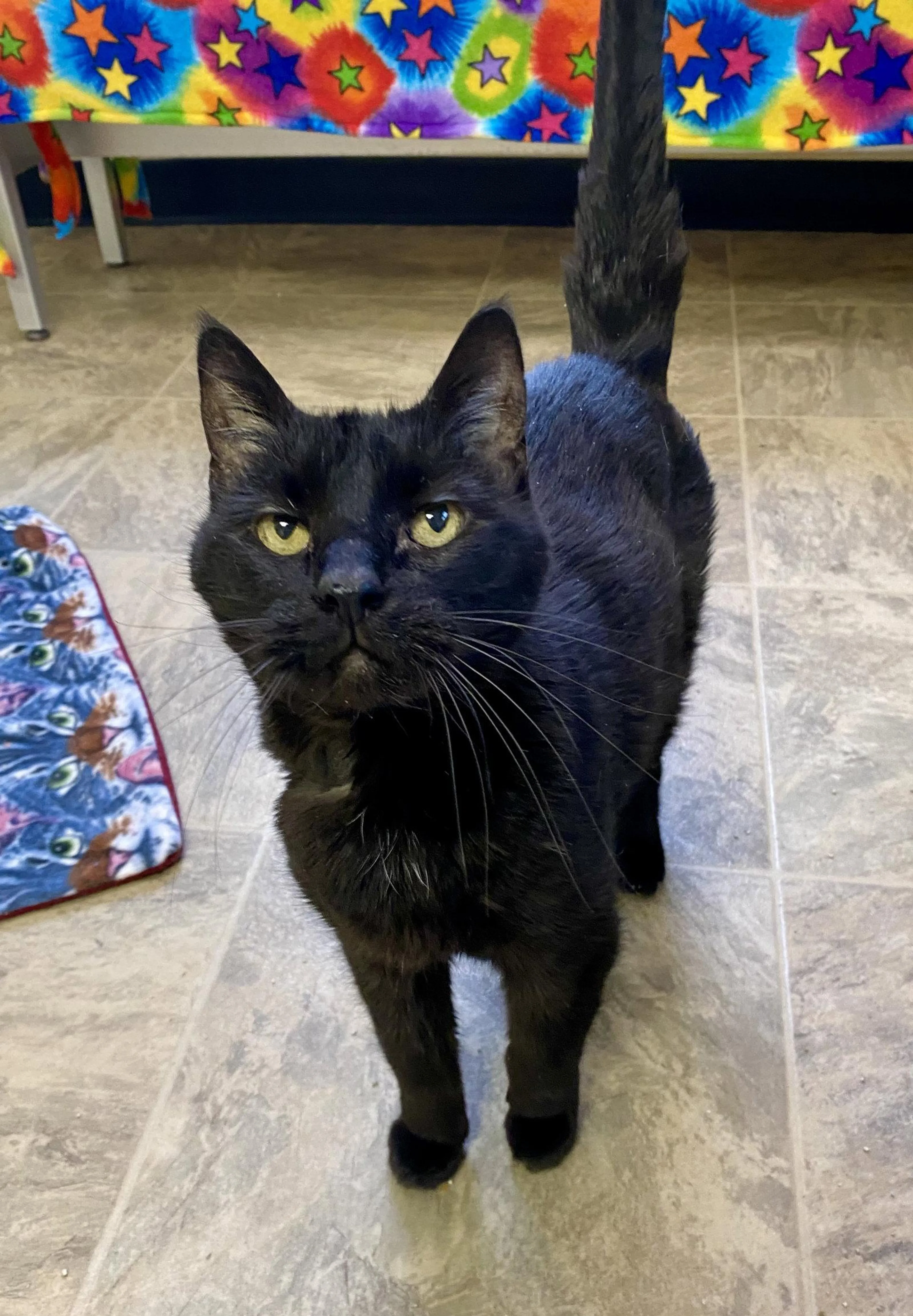 Found pet-1