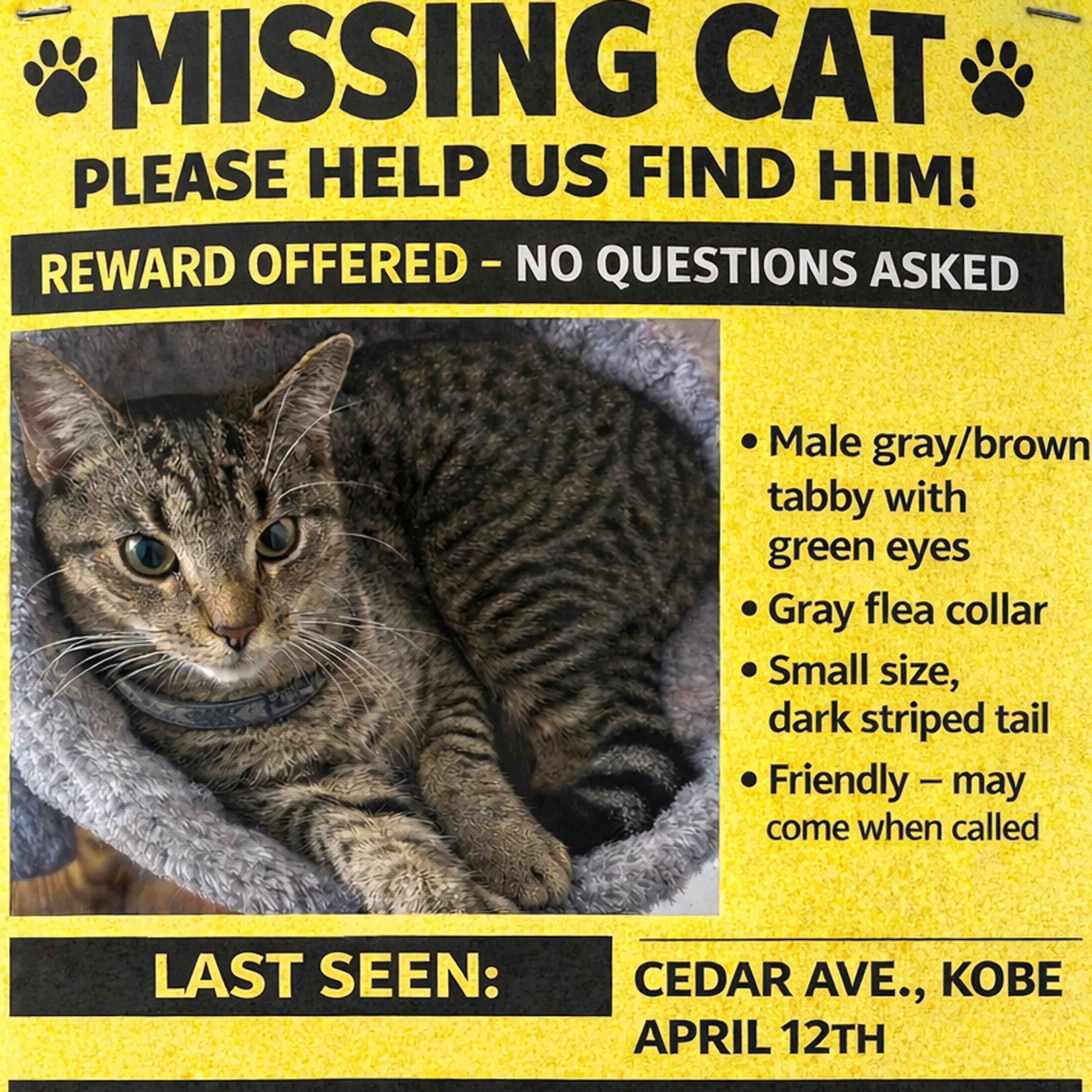 Lost pet-3