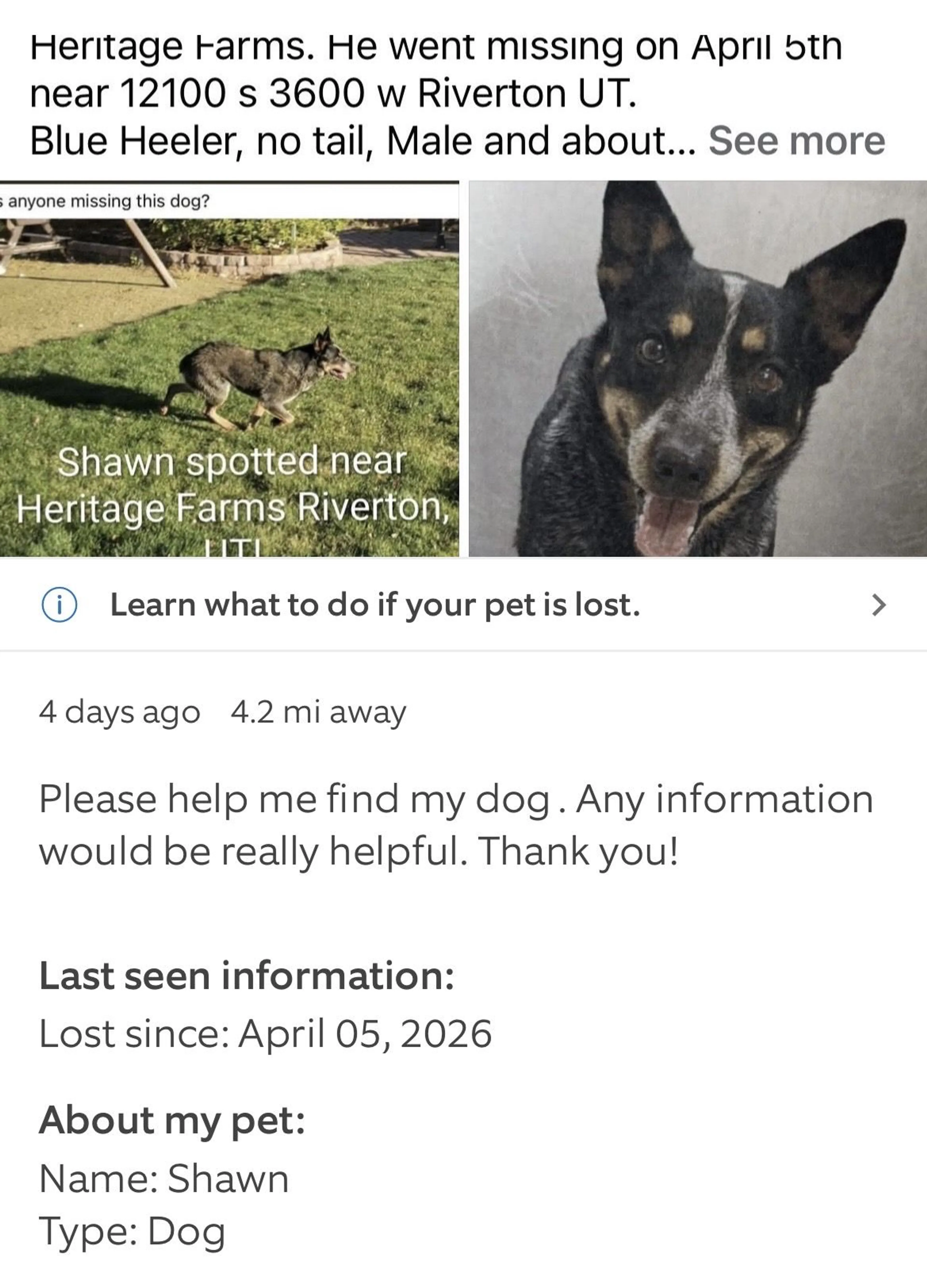 Lost pet