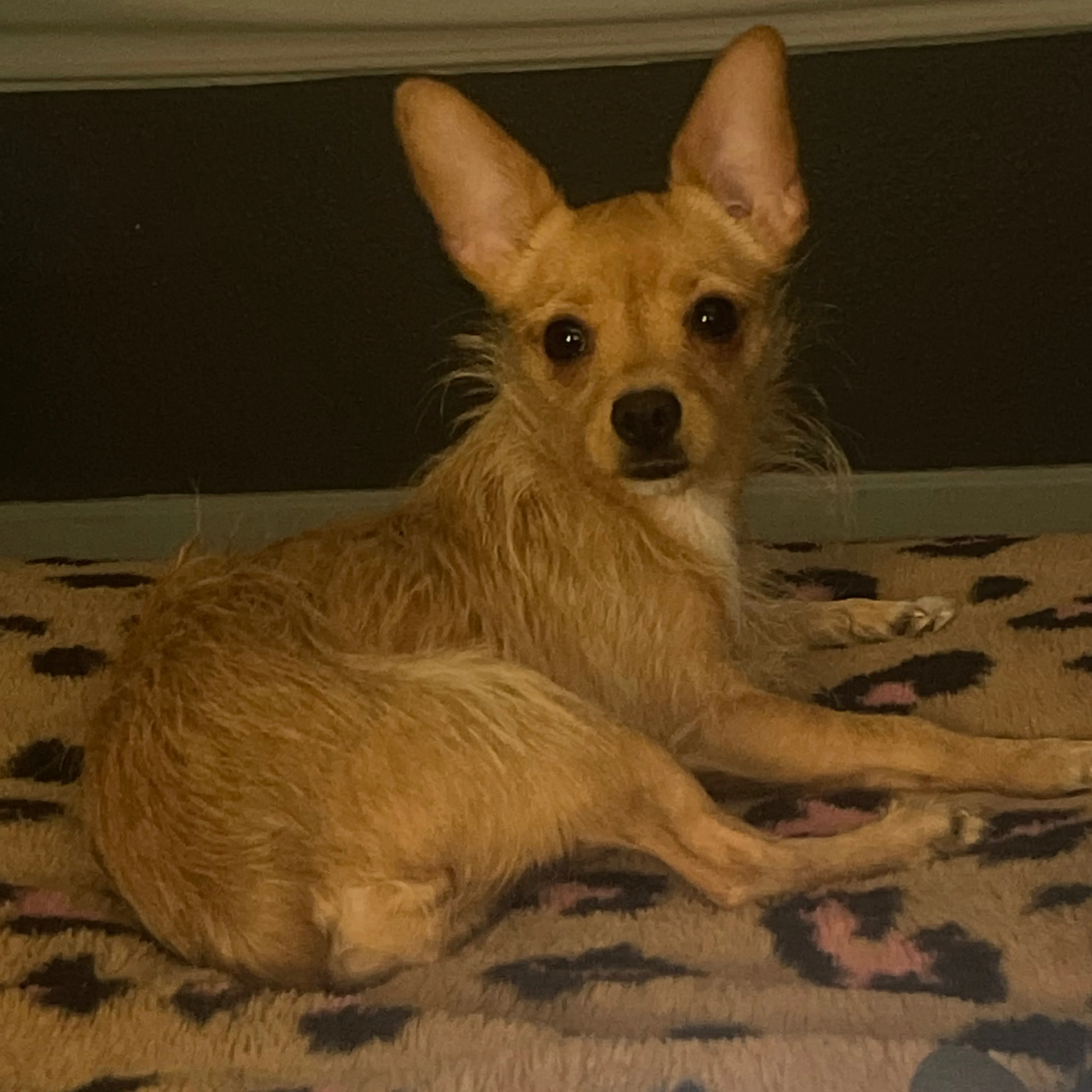 Lost pet-1