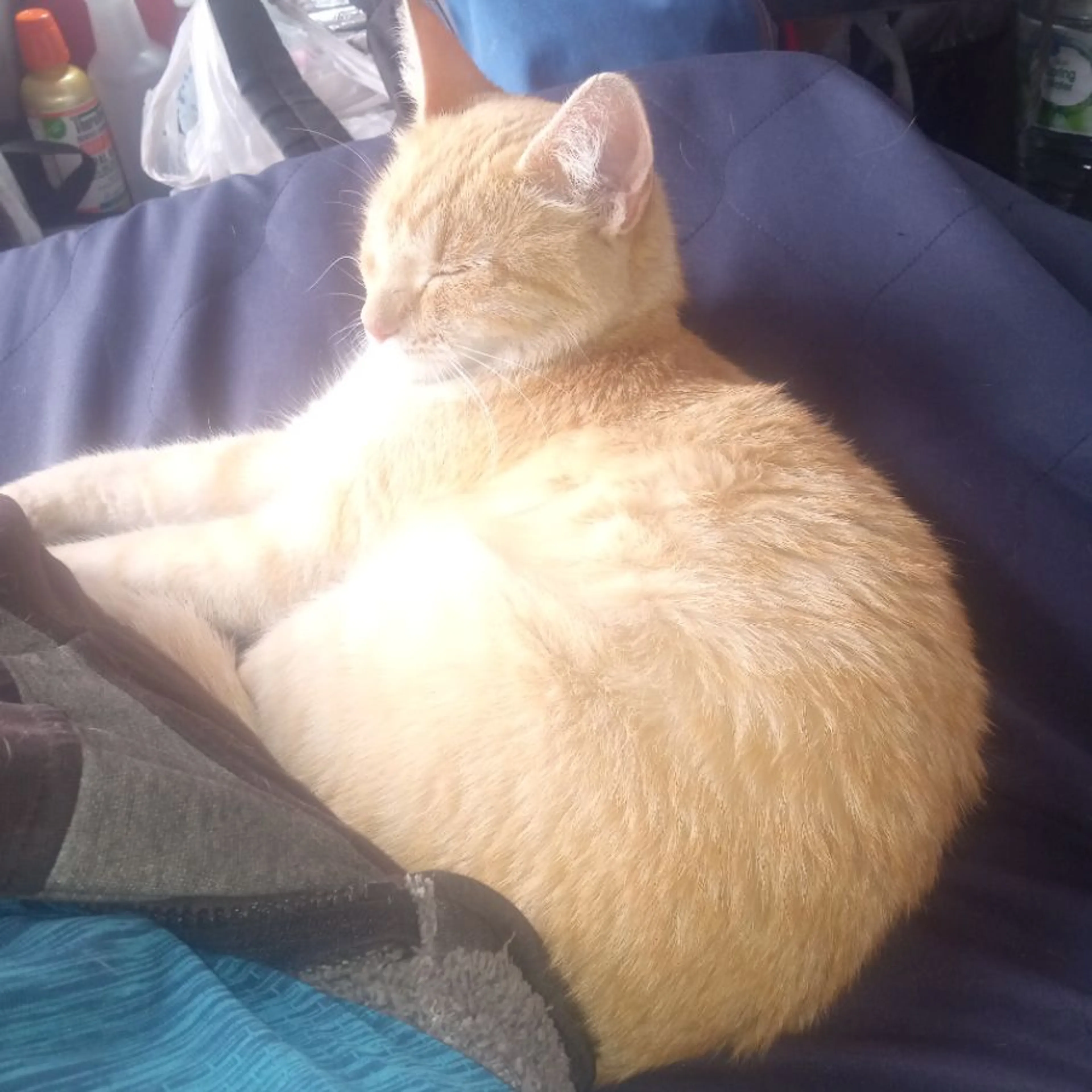 Lost pet-0