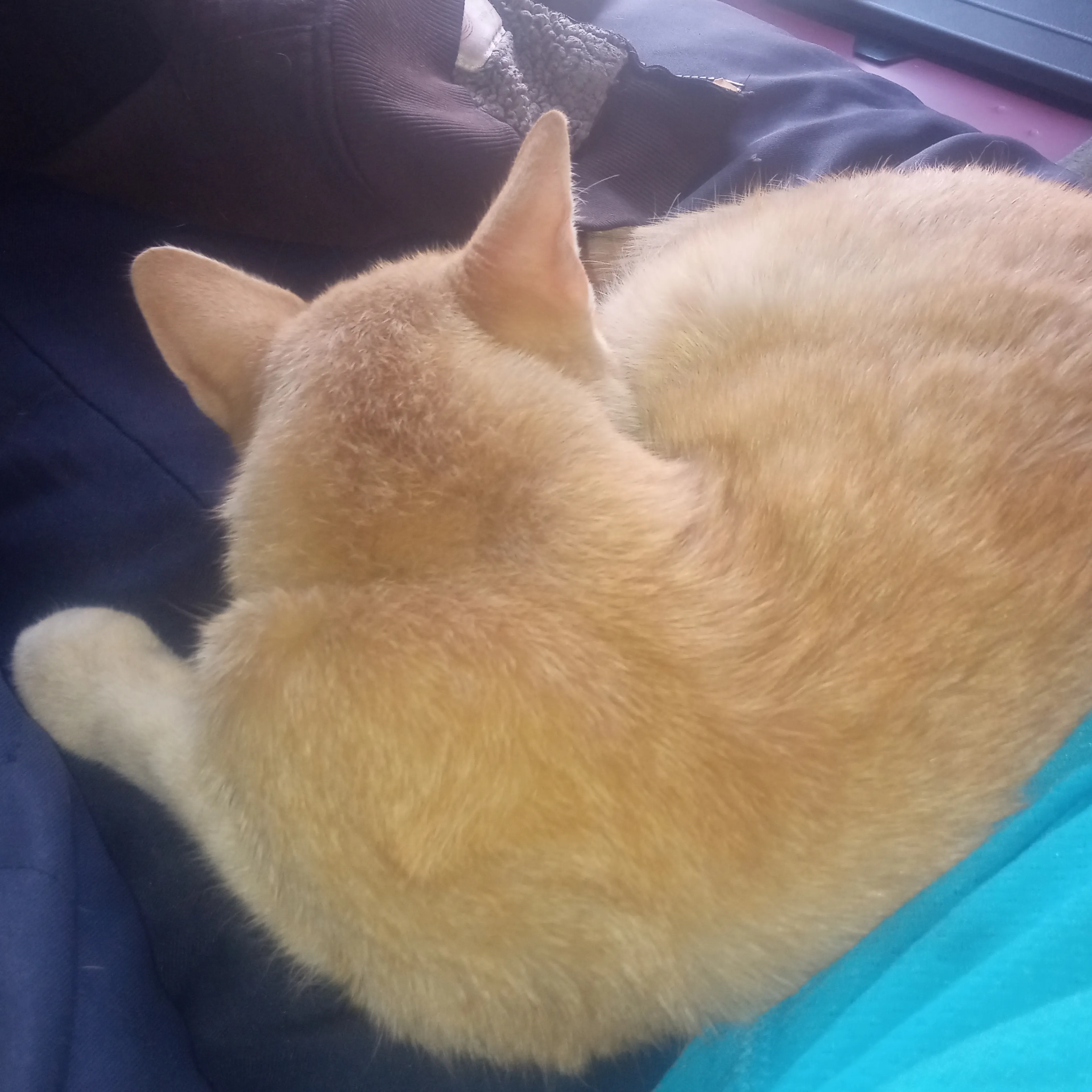 Lost pet-1