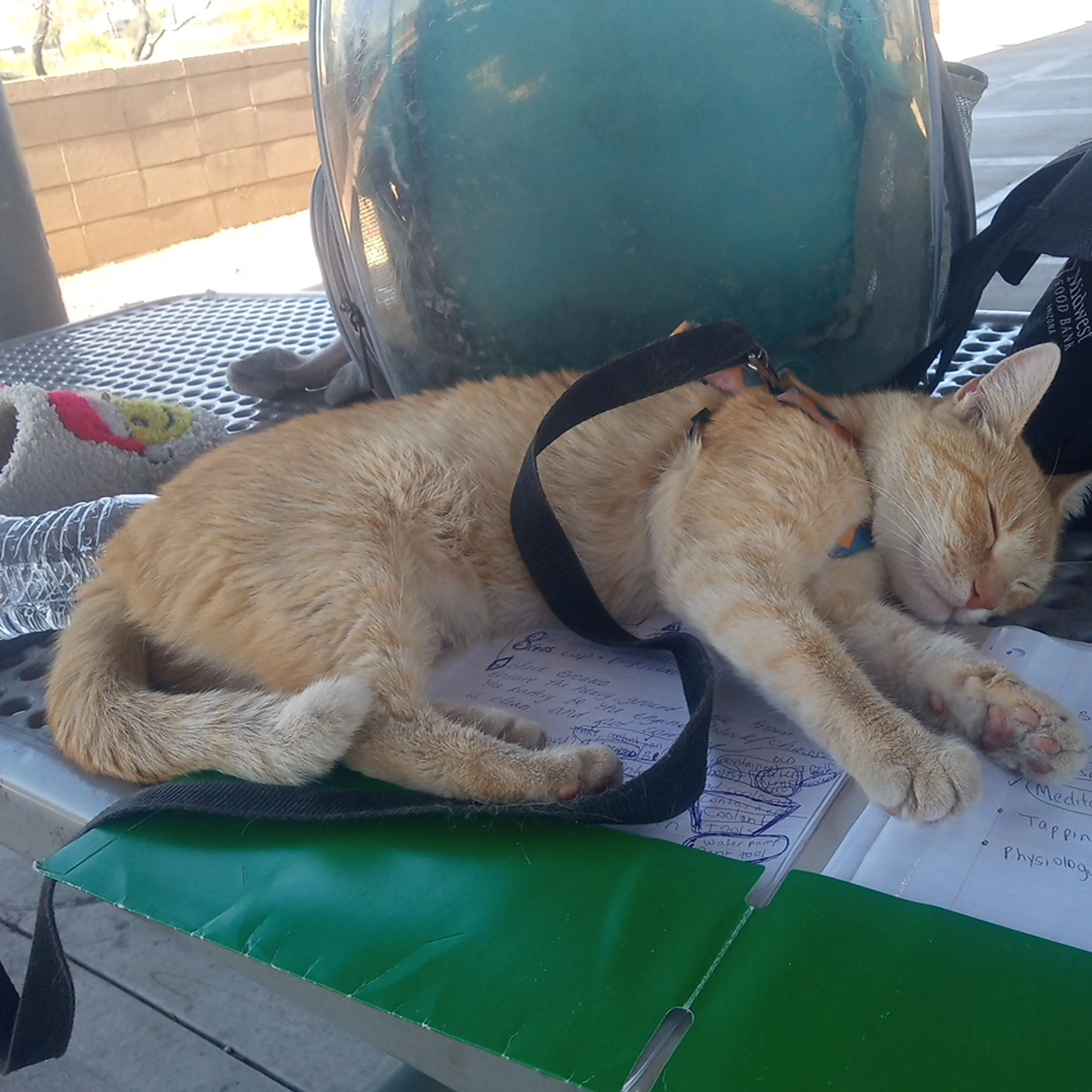 Lost pet-2