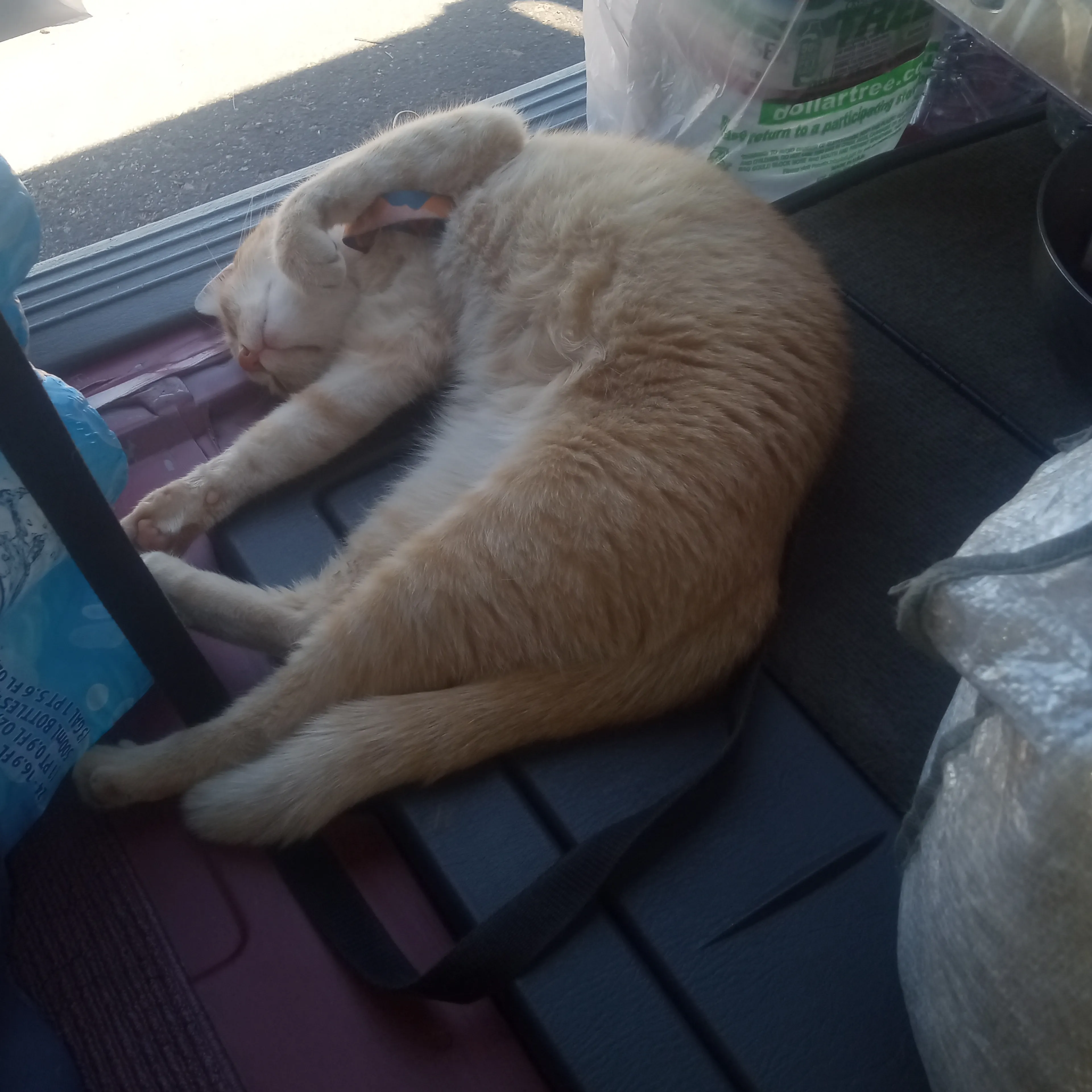 Lost pet-3
