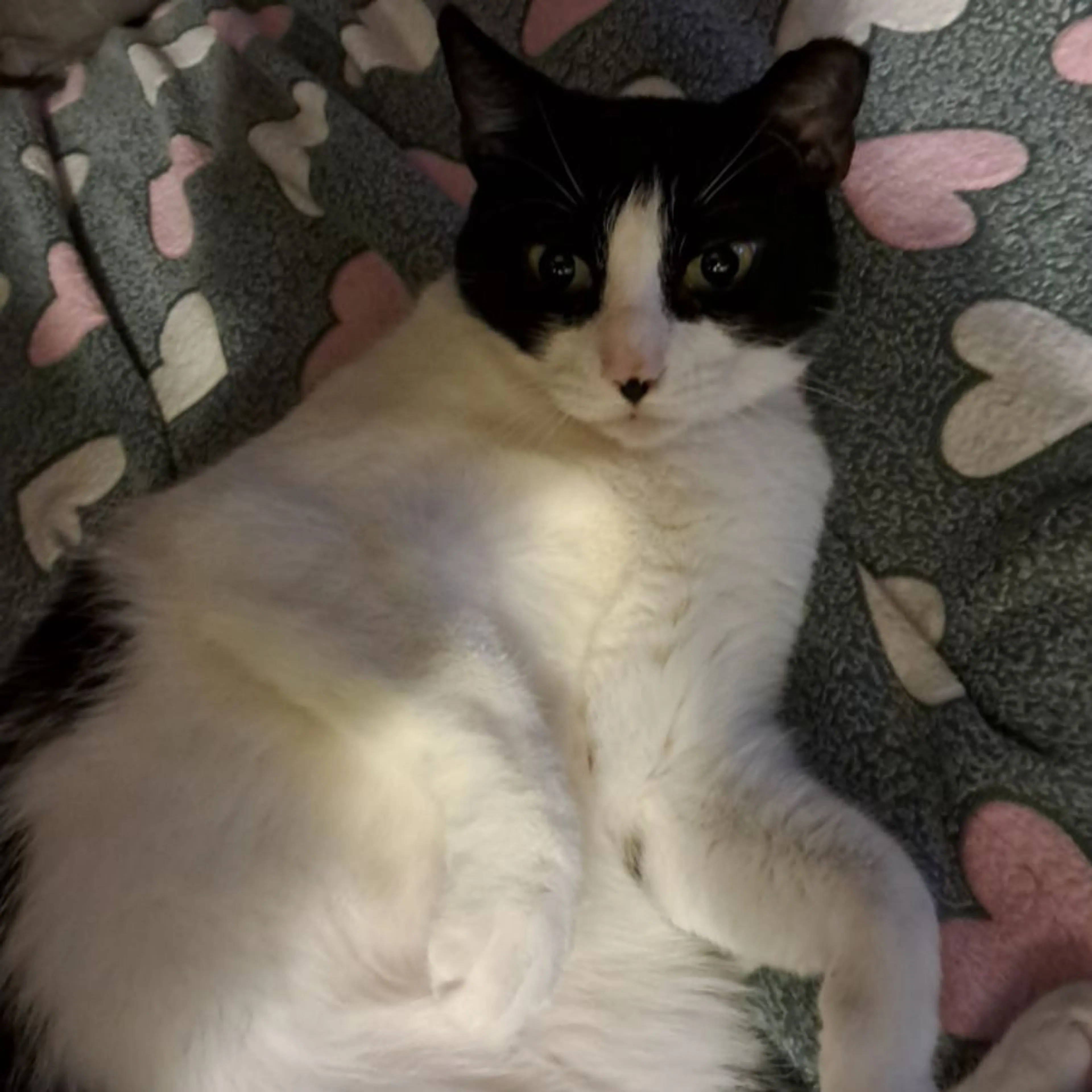 Lost pet