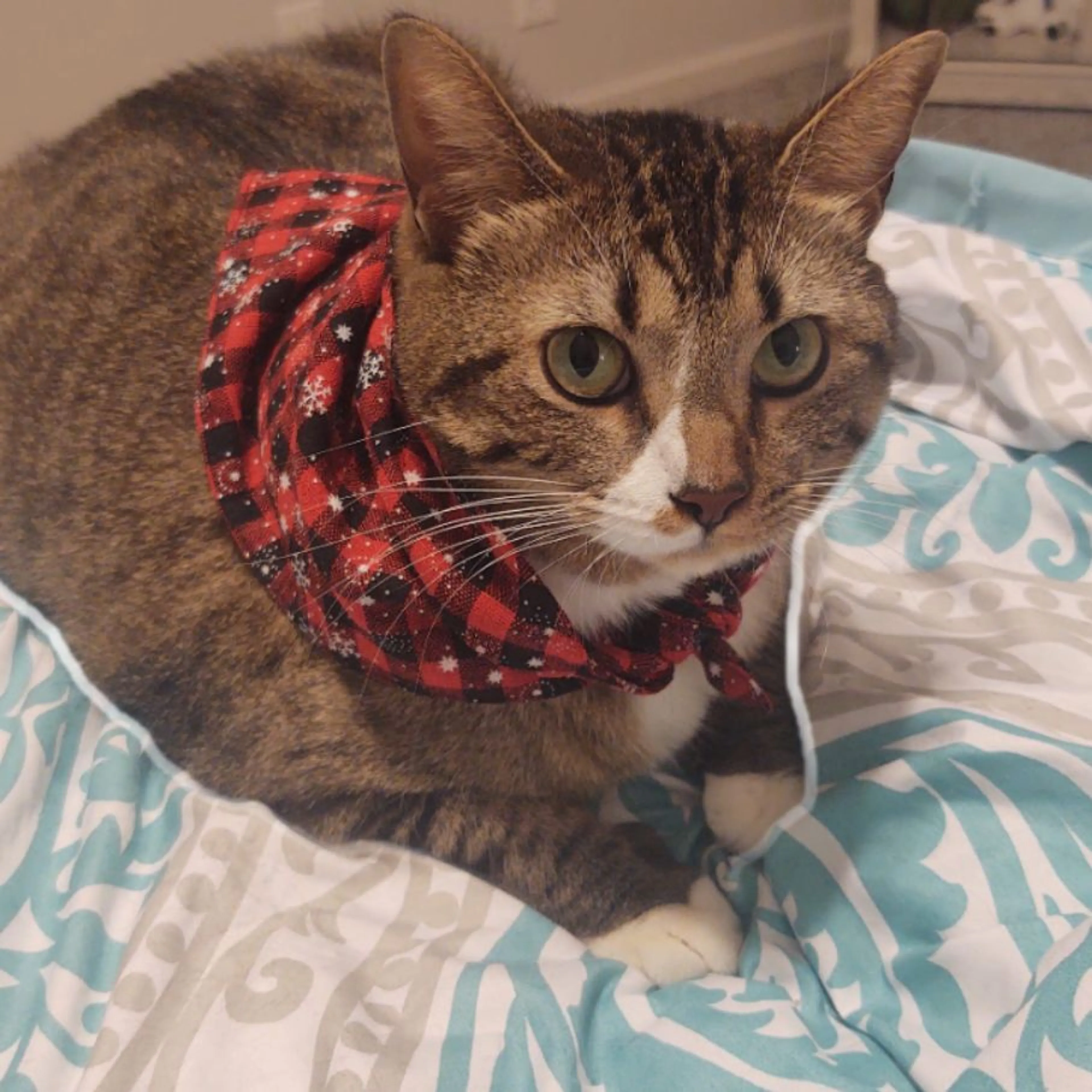 Lost pet