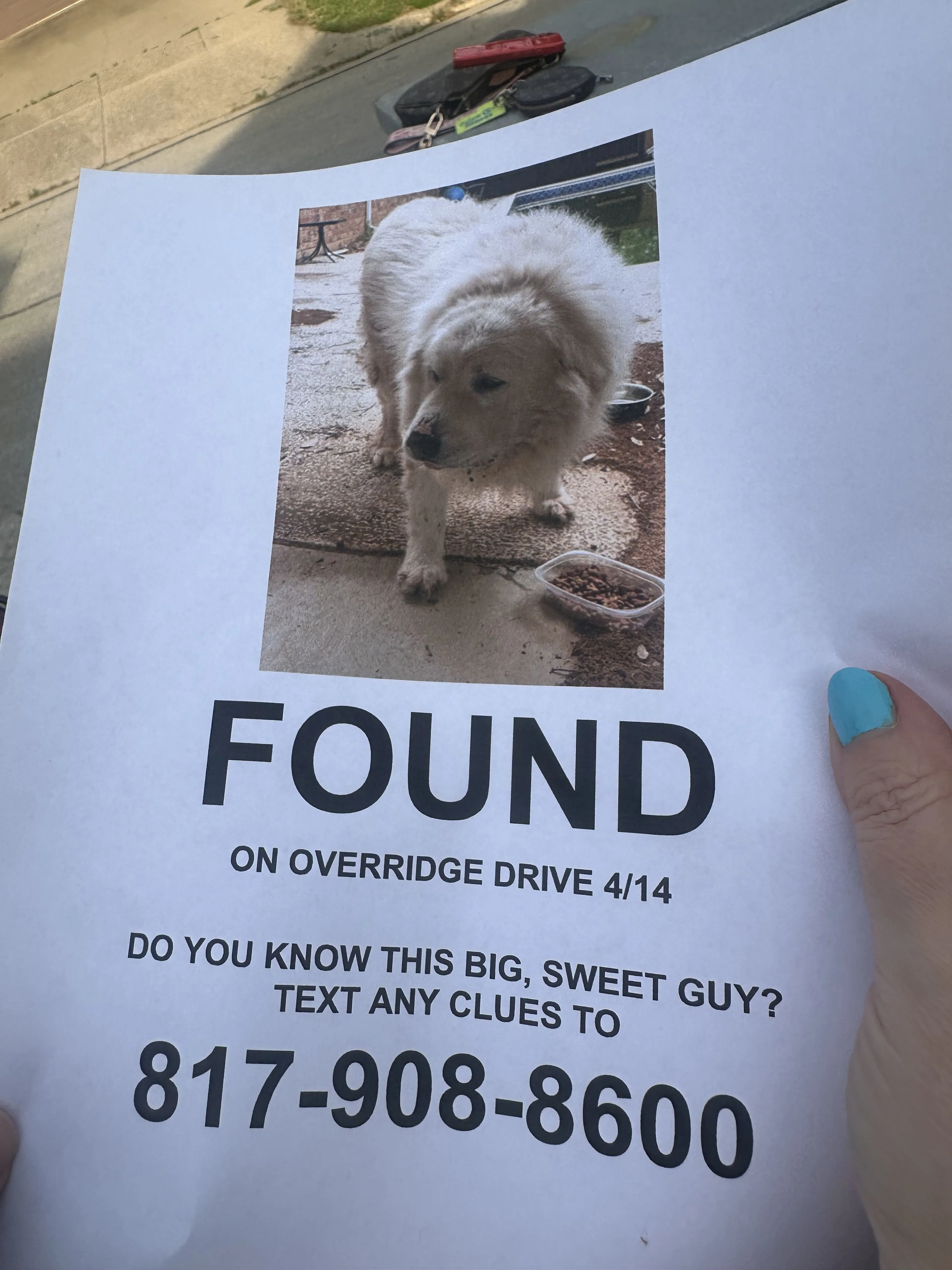 Lost pet