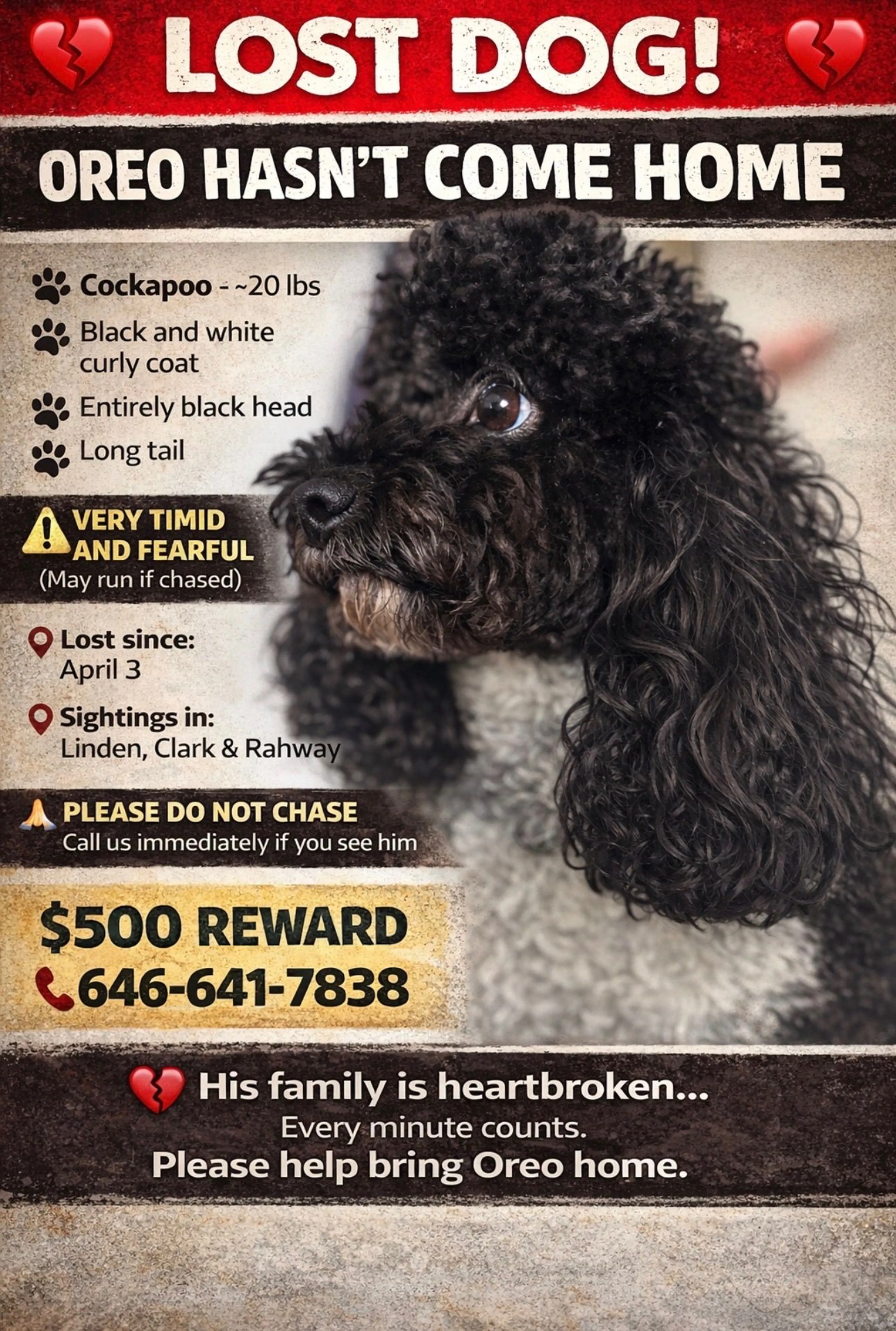Lost pet