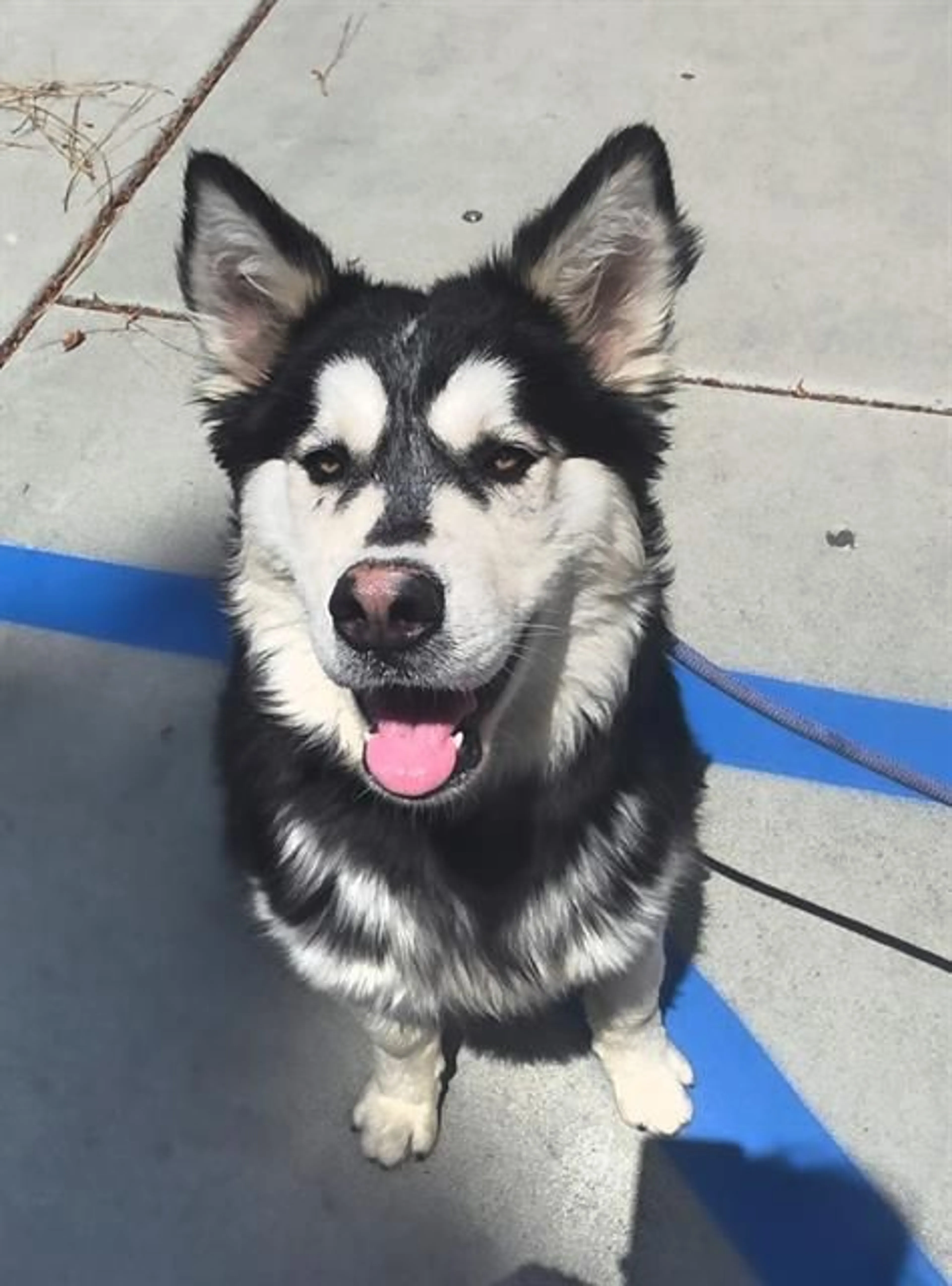 Found pet