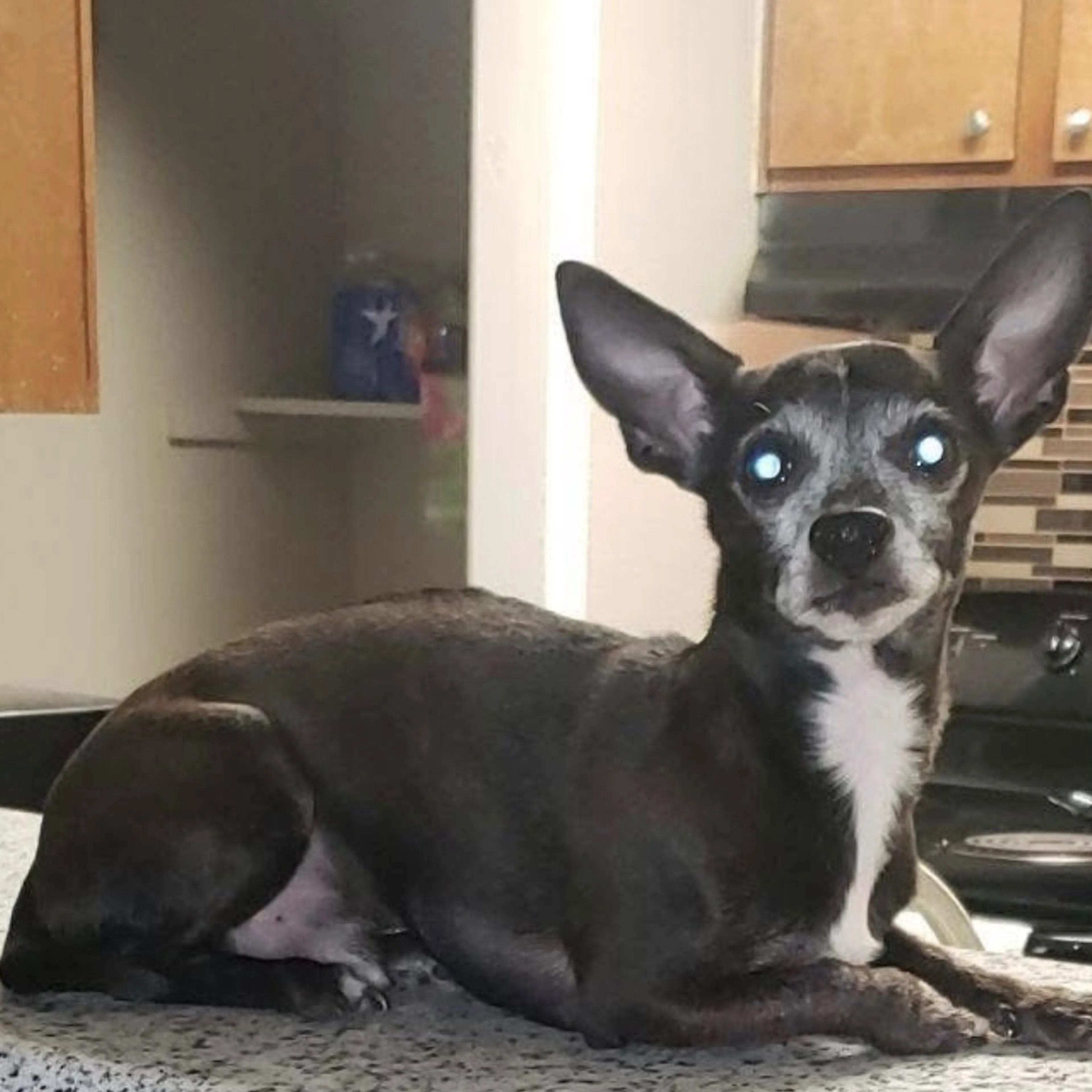 Lost pet-1