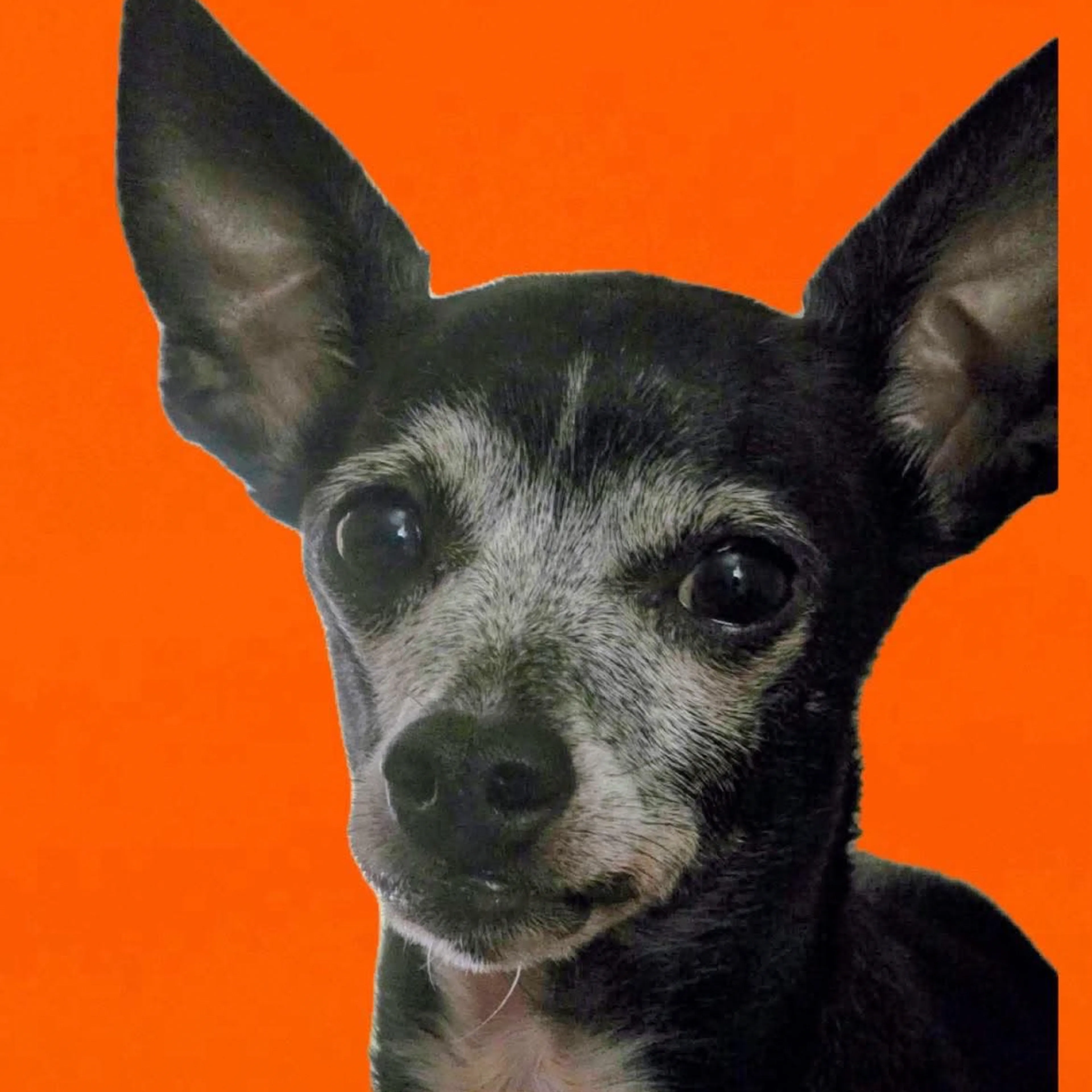 Lost pet-0