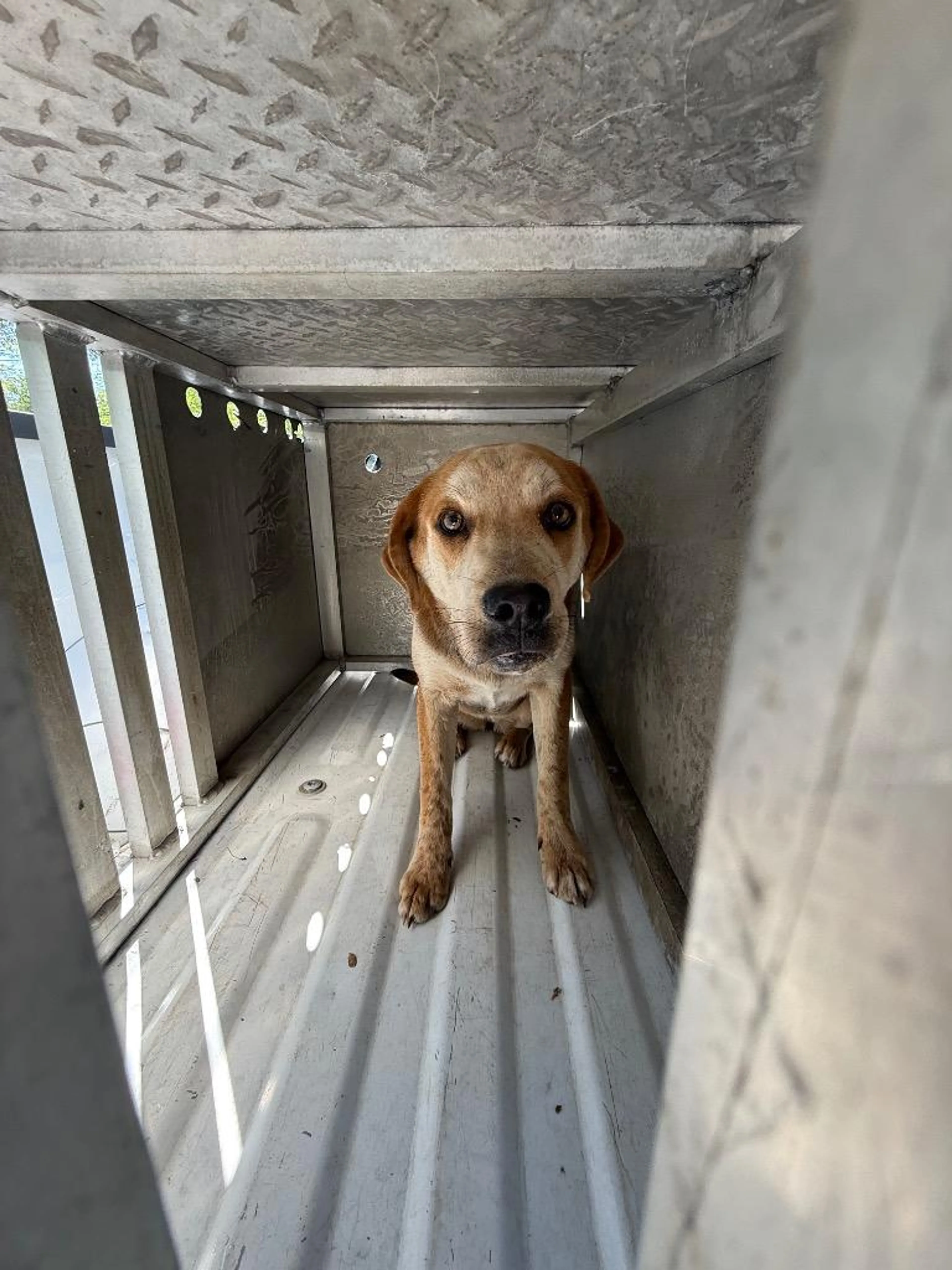 Found pet-2