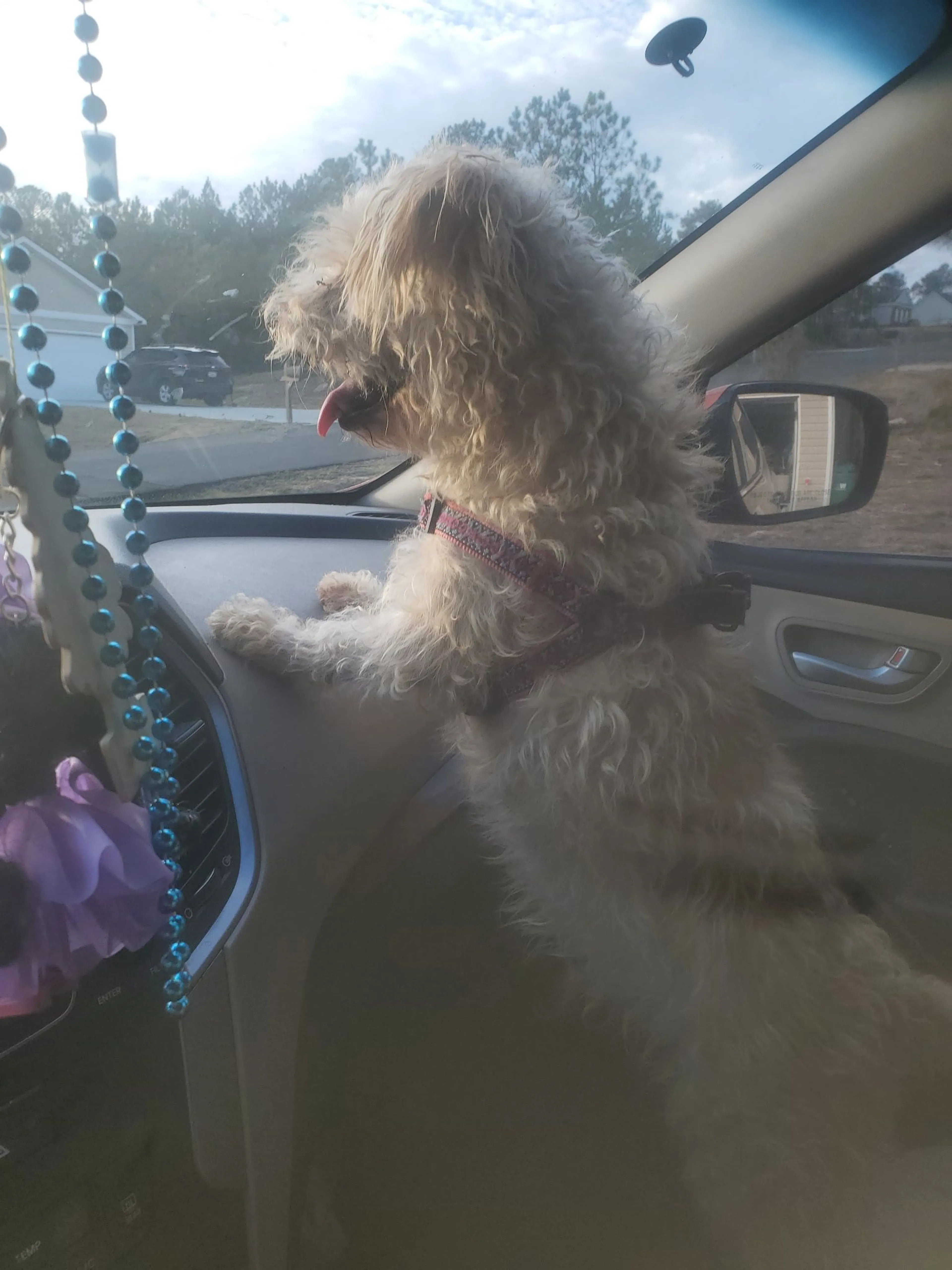 Lost pet