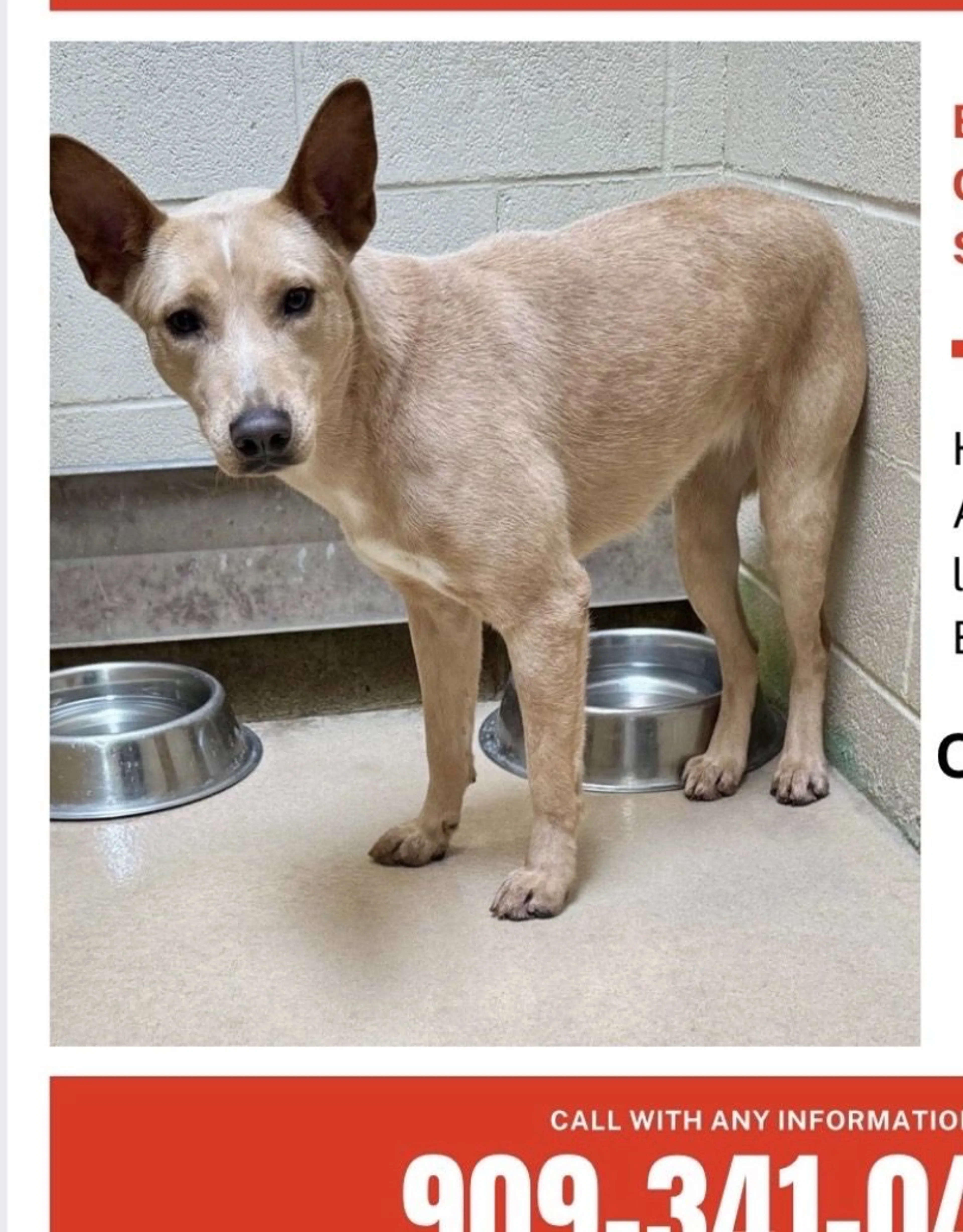 Lost pet