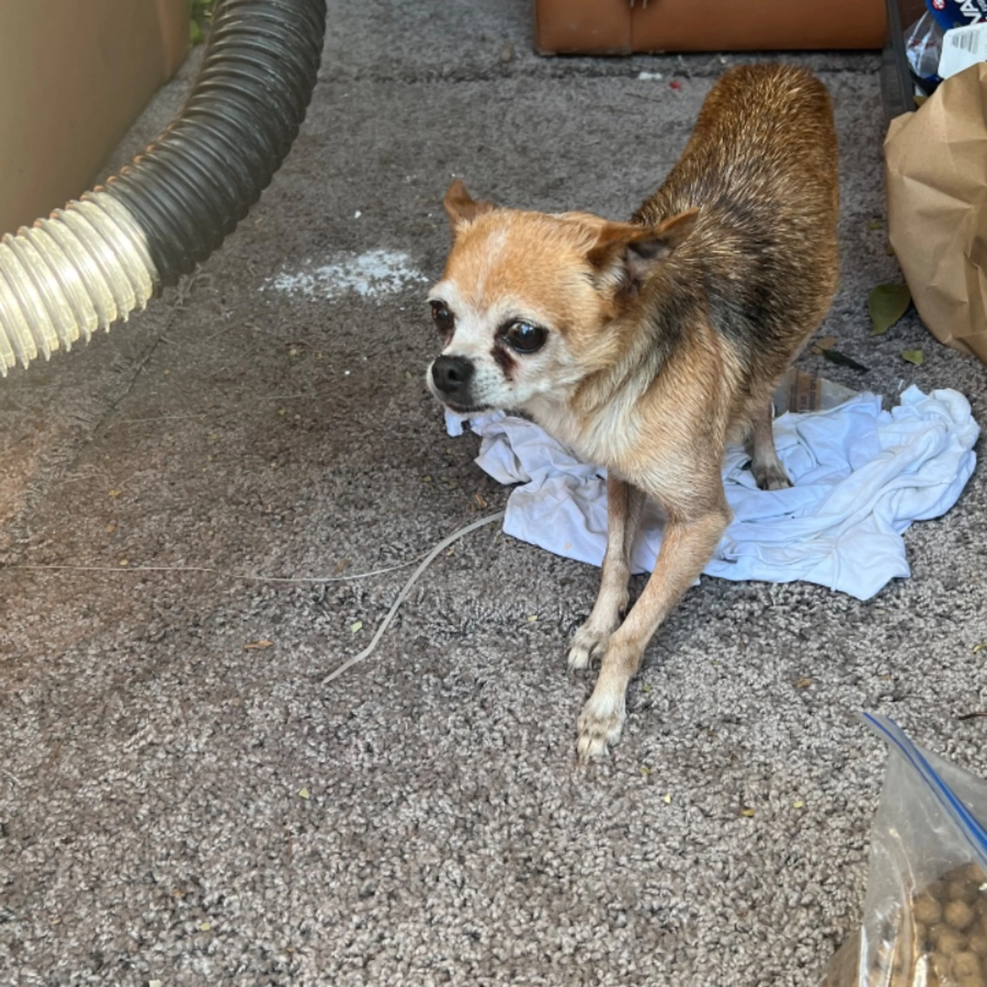 Found pet