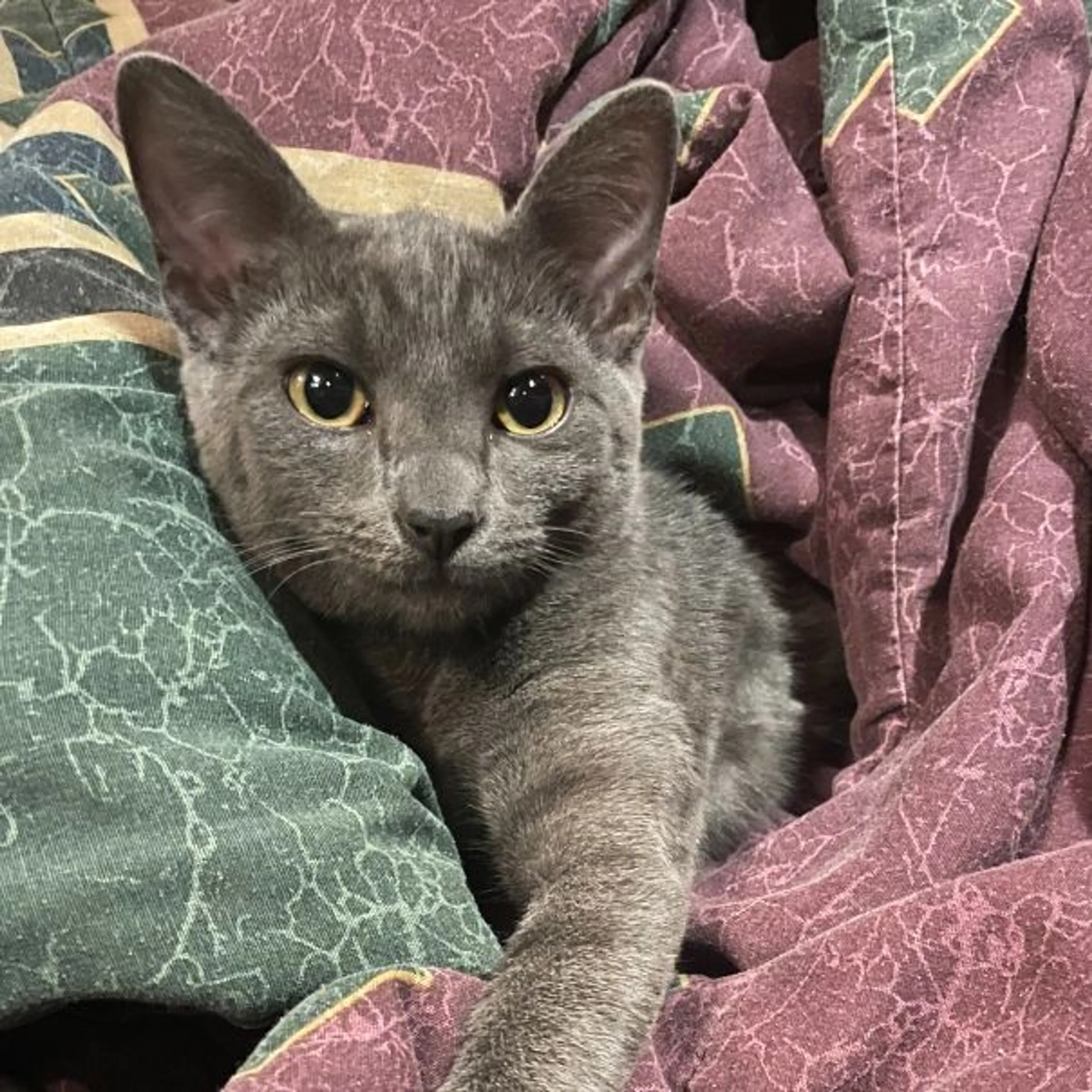 Lost pet