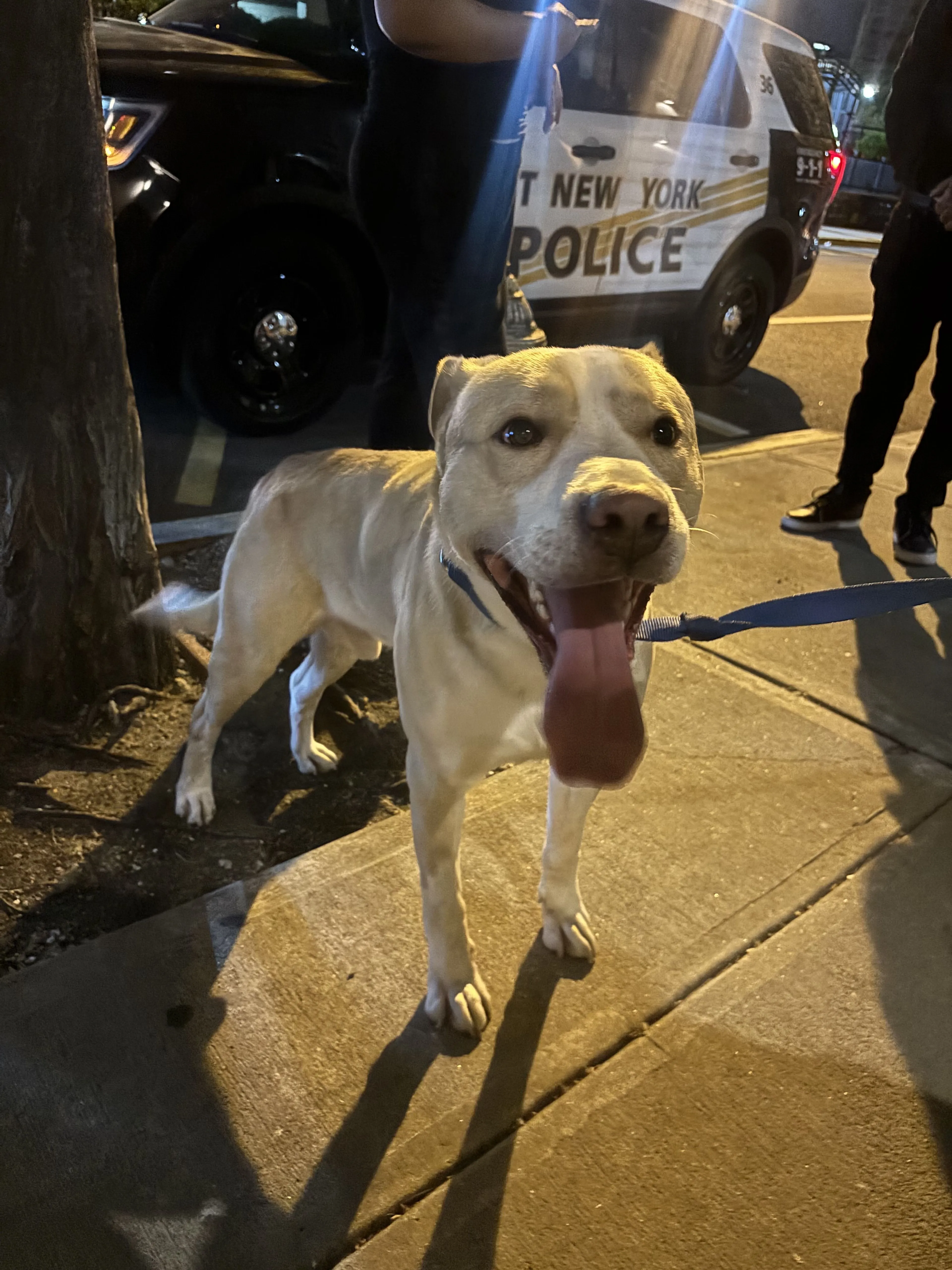 Lost pet-1