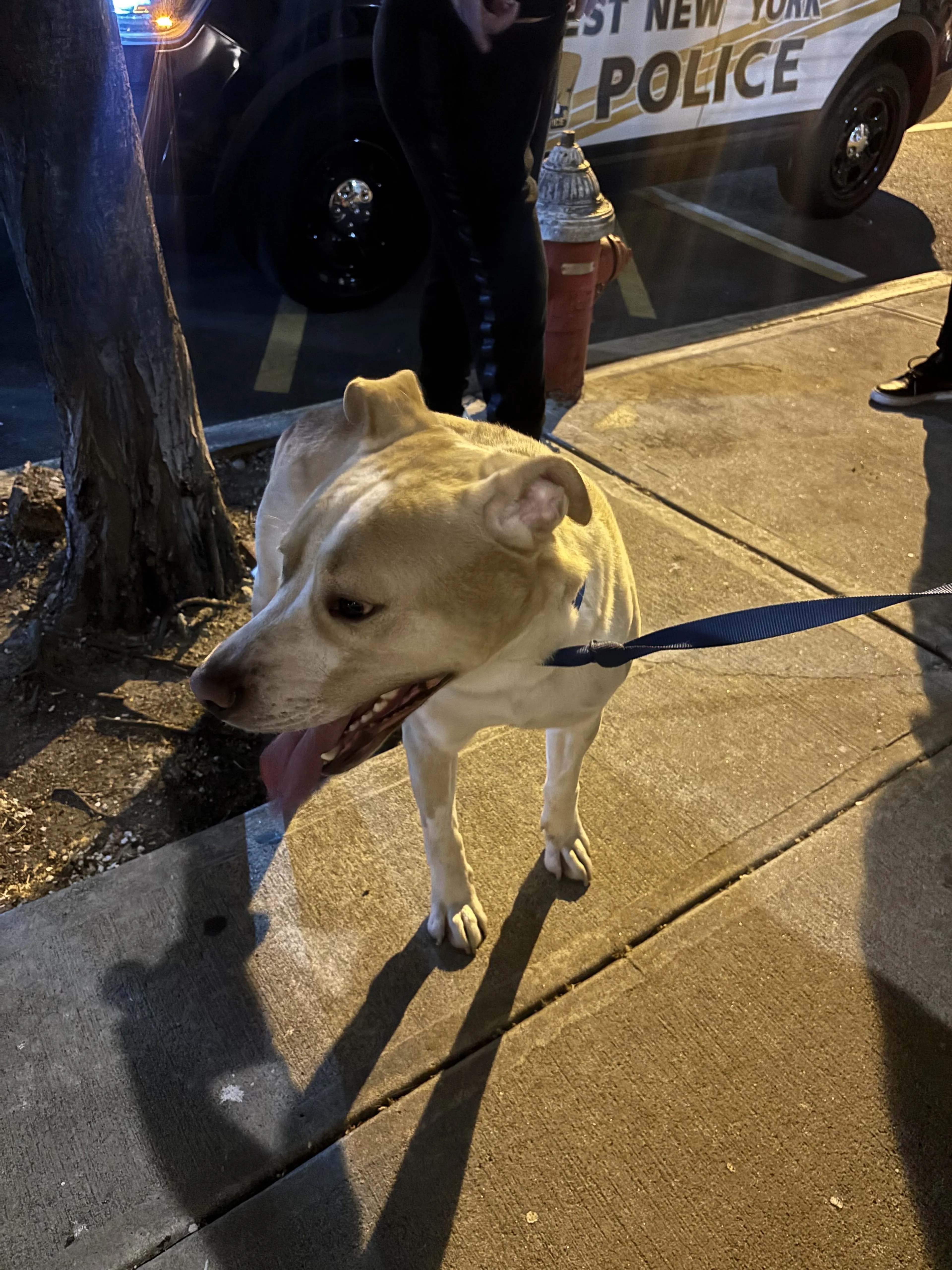 Lost pet-0