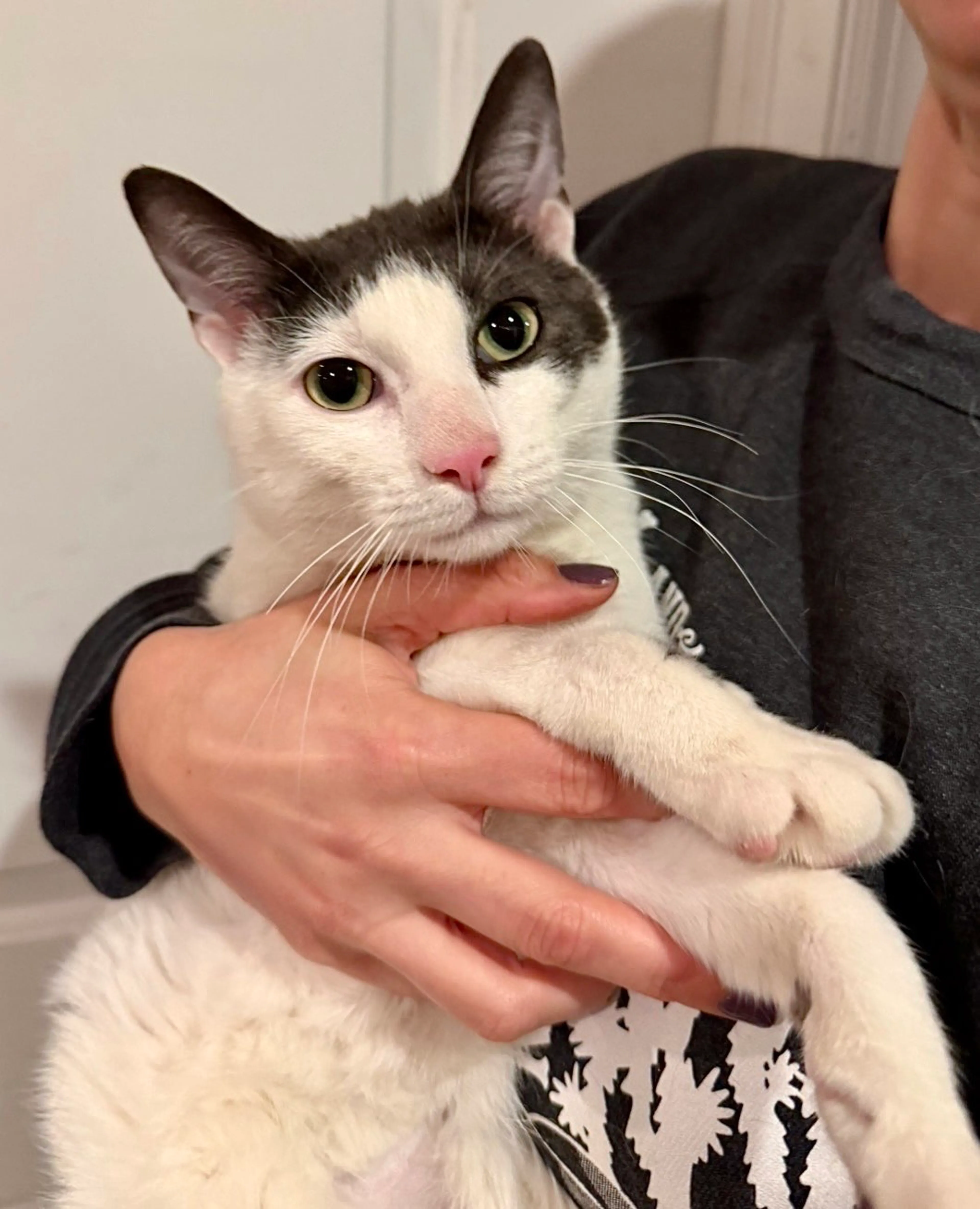 Found pet-5