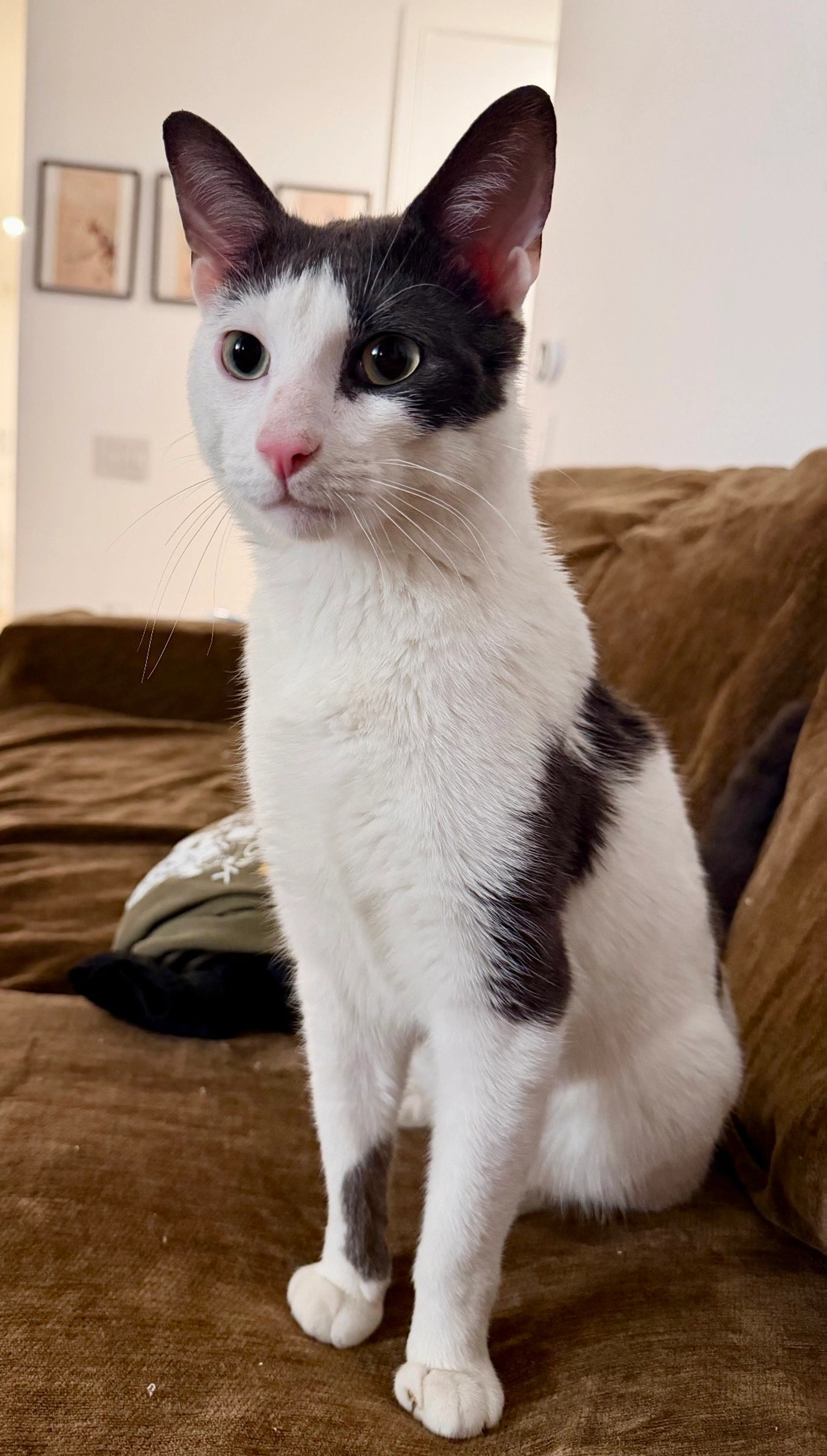 Found pet-3
