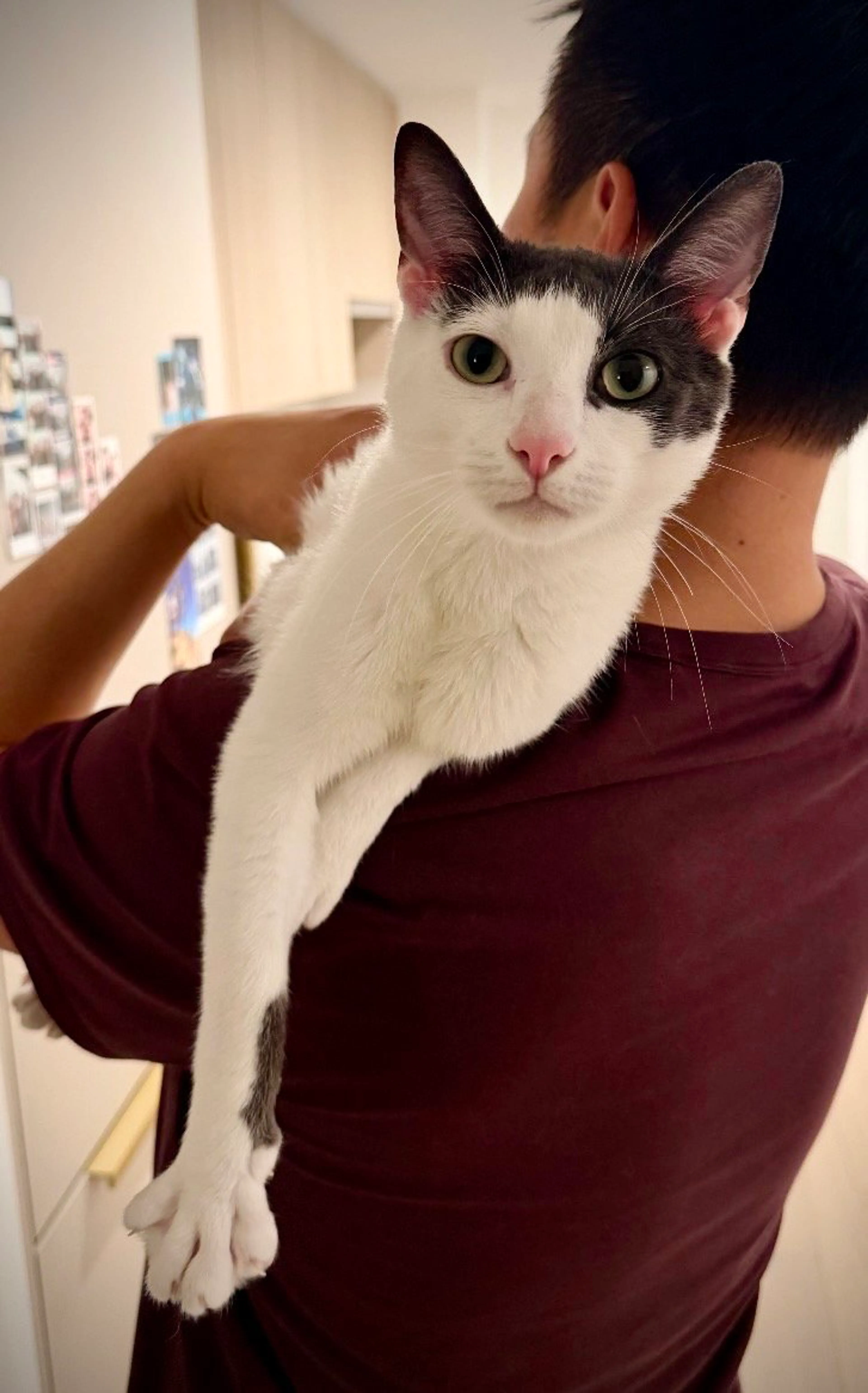 Found pet-0