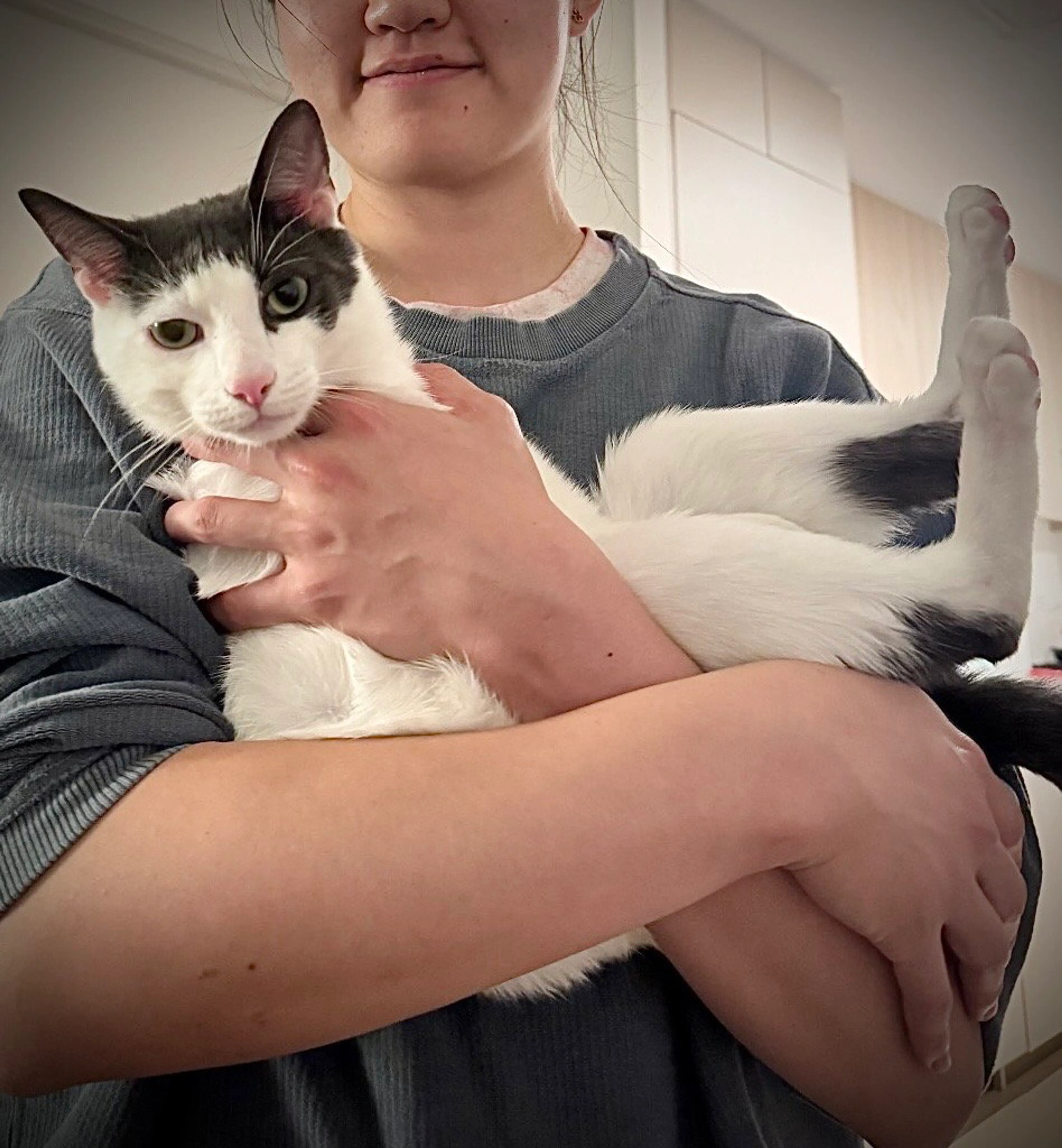Found pet-1
